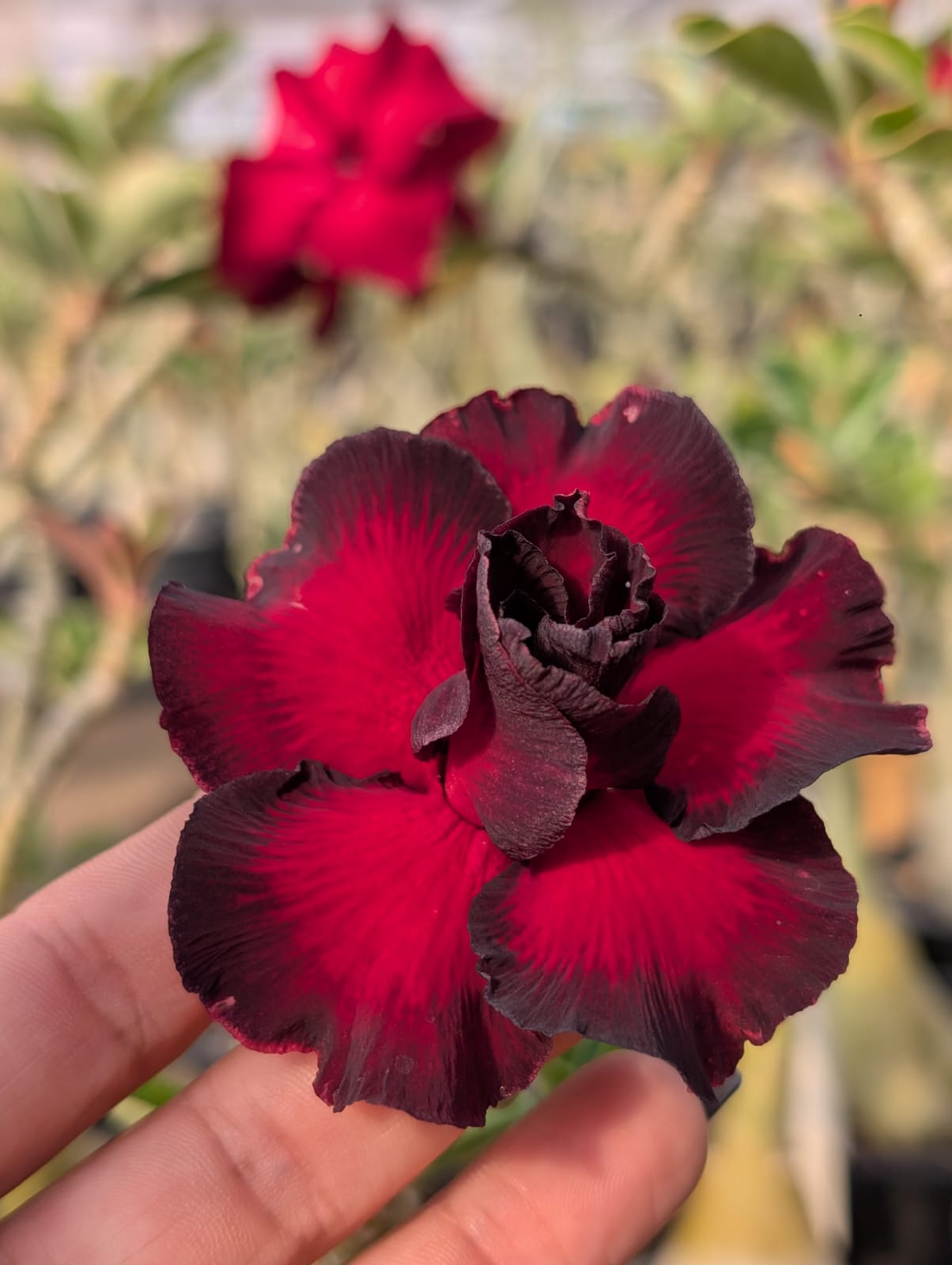 ROSA DO DESERTO MISS | DOBRADA - Apolonia Grade