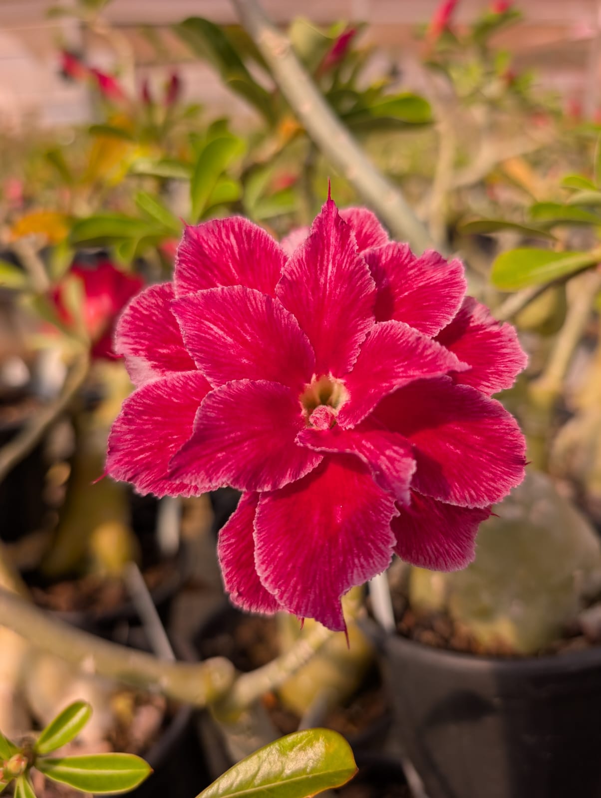 ROSA DO DESERTO MUSA | MULTIPÉTALAS - Apolonia Grade