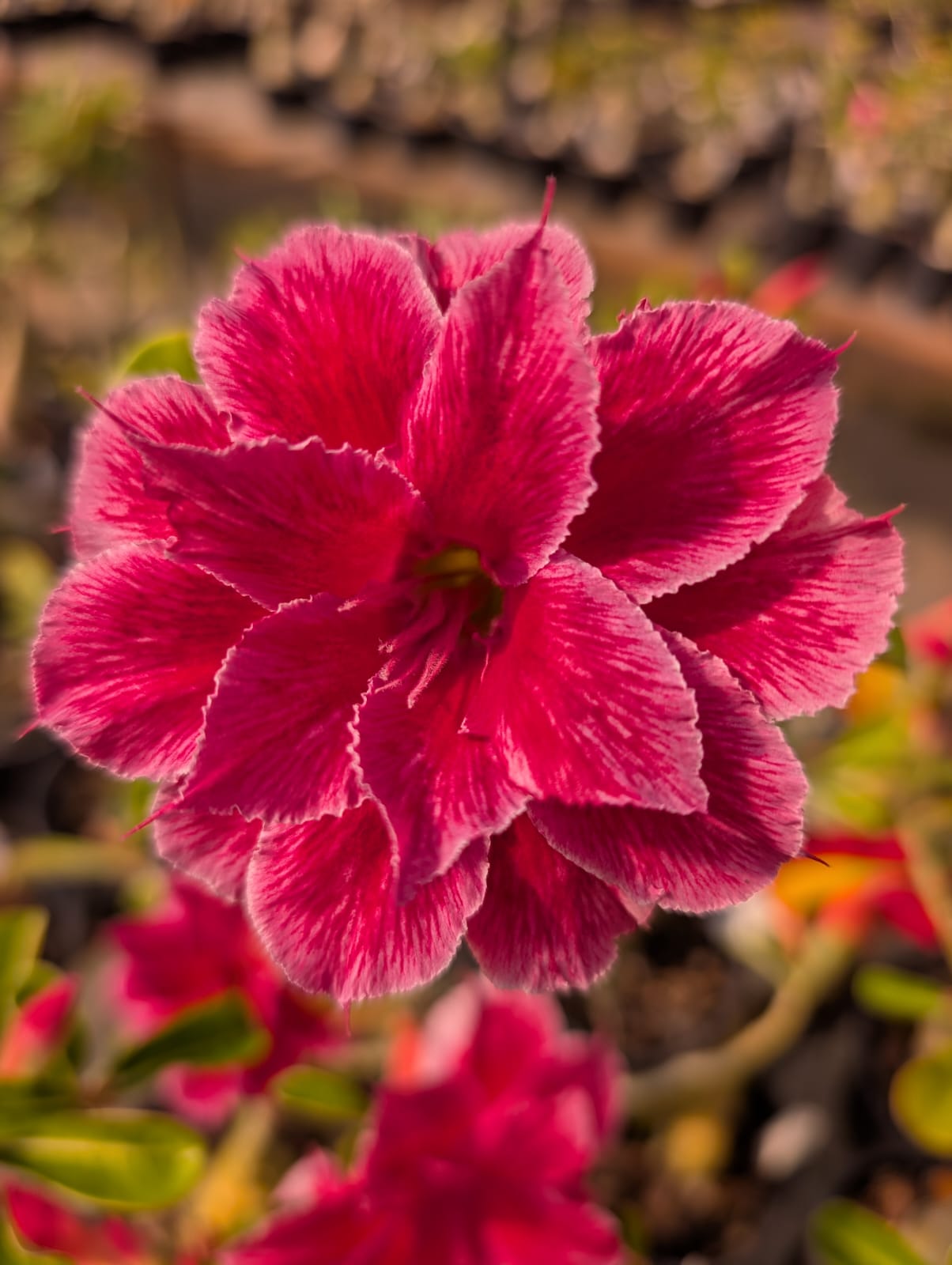 ROSA DO DESERTO MUSA | MULTIPÉTALAS - Apolonia Grade