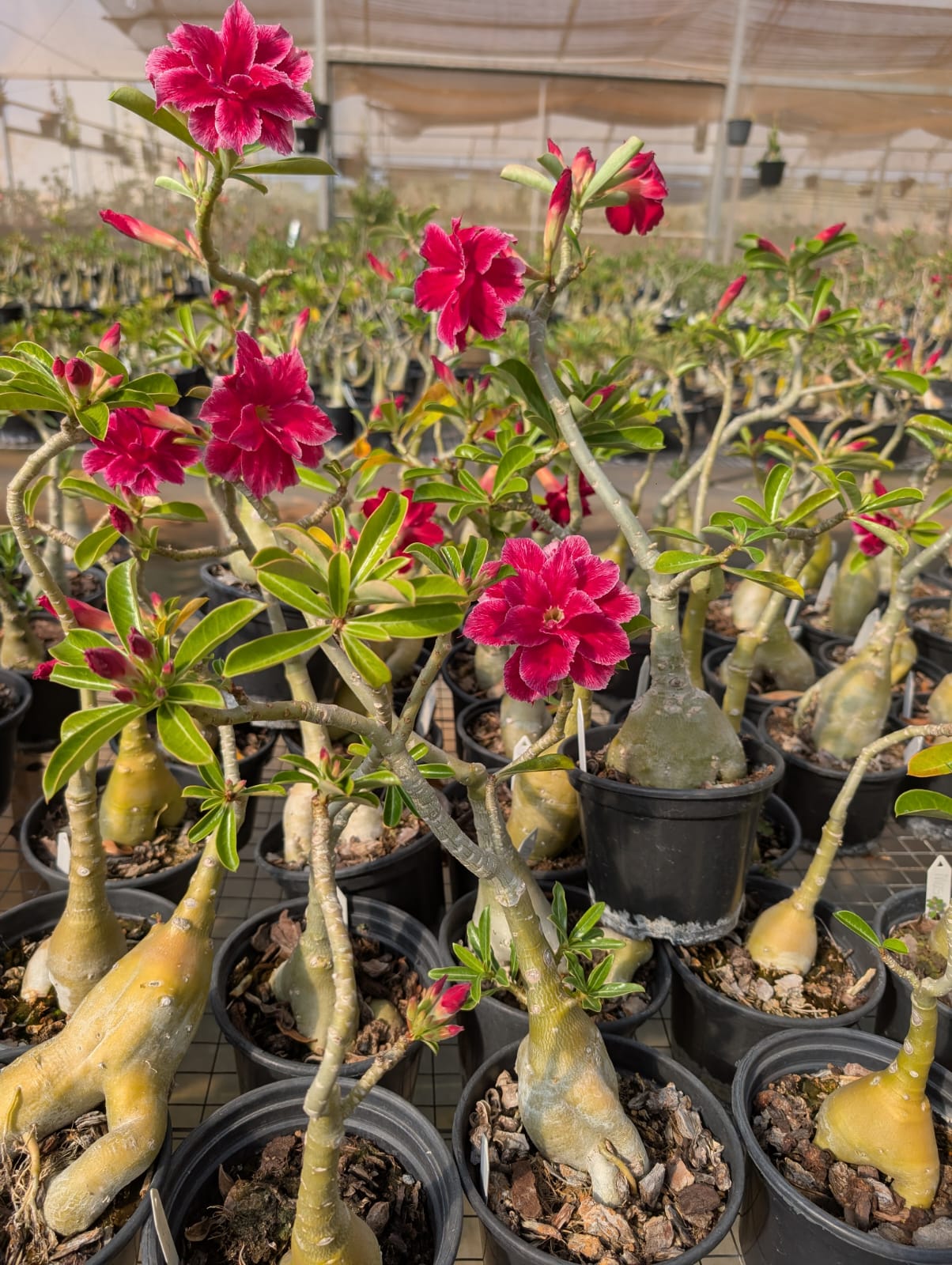 ROSA DO DESERTO MUSA | MULTIPÉTALAS - Apolonia Grade