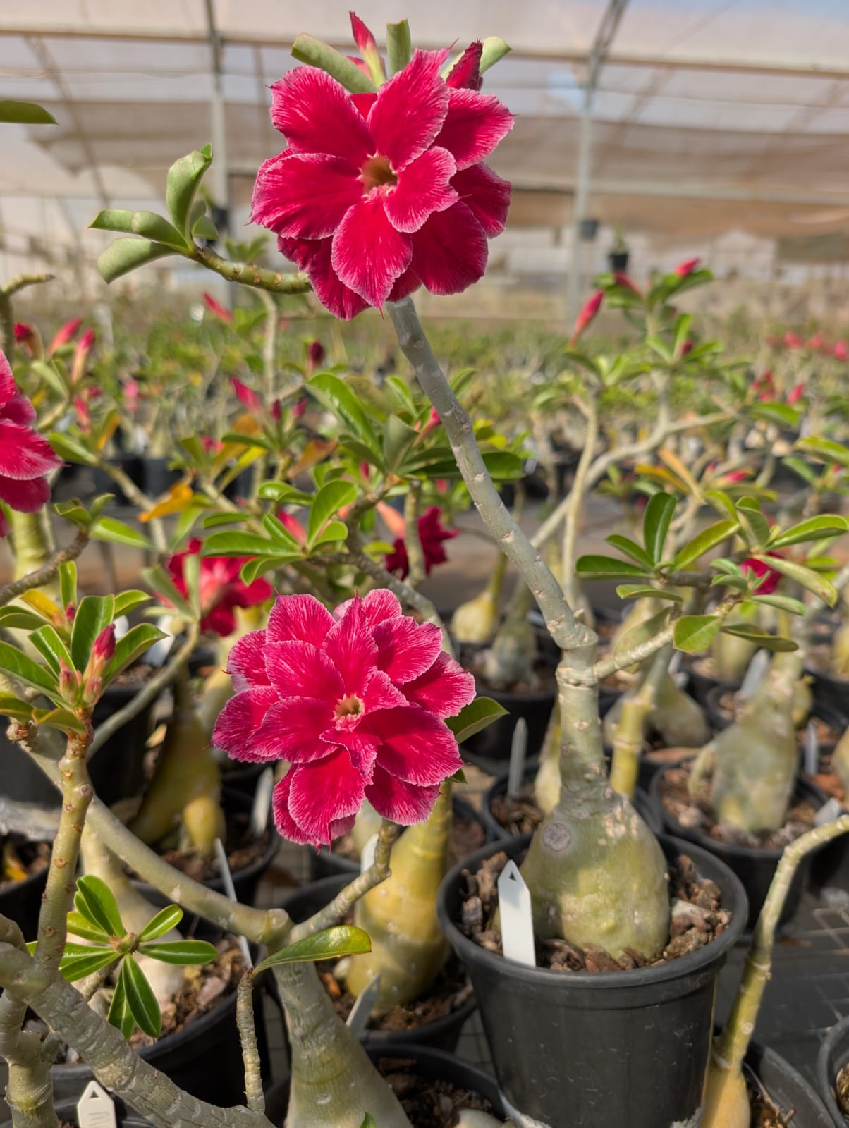 ROSA DO DESERTO MUSA | MULTIPÉTALAS - Apolonia Grade