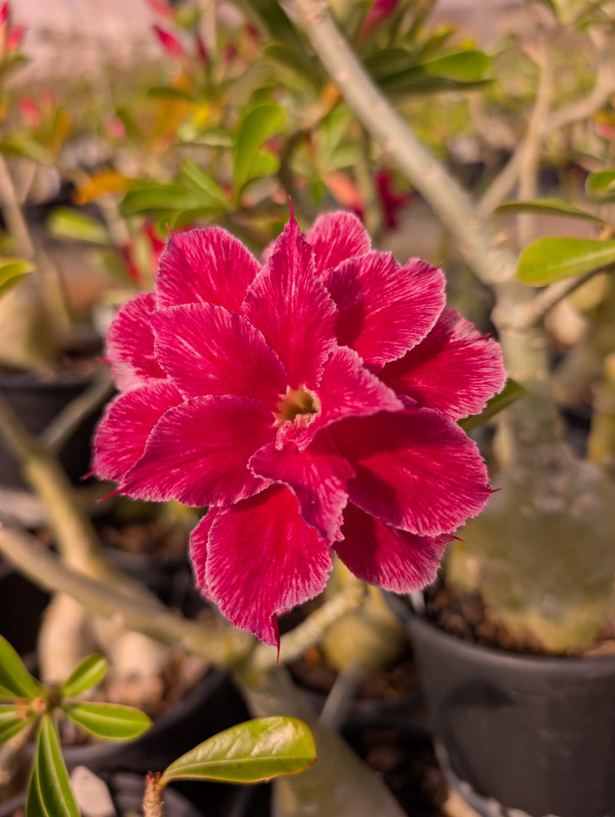 ROSA DO DESERTO MUSA | MULTIPÉTALAS - Apolonia Grade