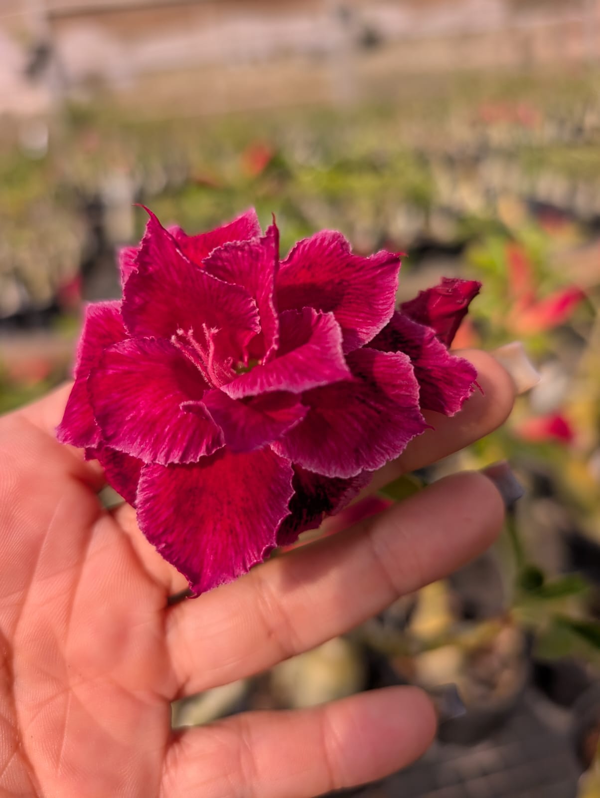 ROSA DO DESERTO MUSA | MULTIPÉTALAS - Apolonia Grade