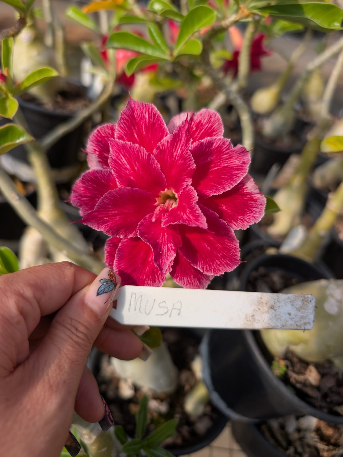 ROSA DO DESERTO MUSA | MULTIPÉTALAS - Apolonia Grade