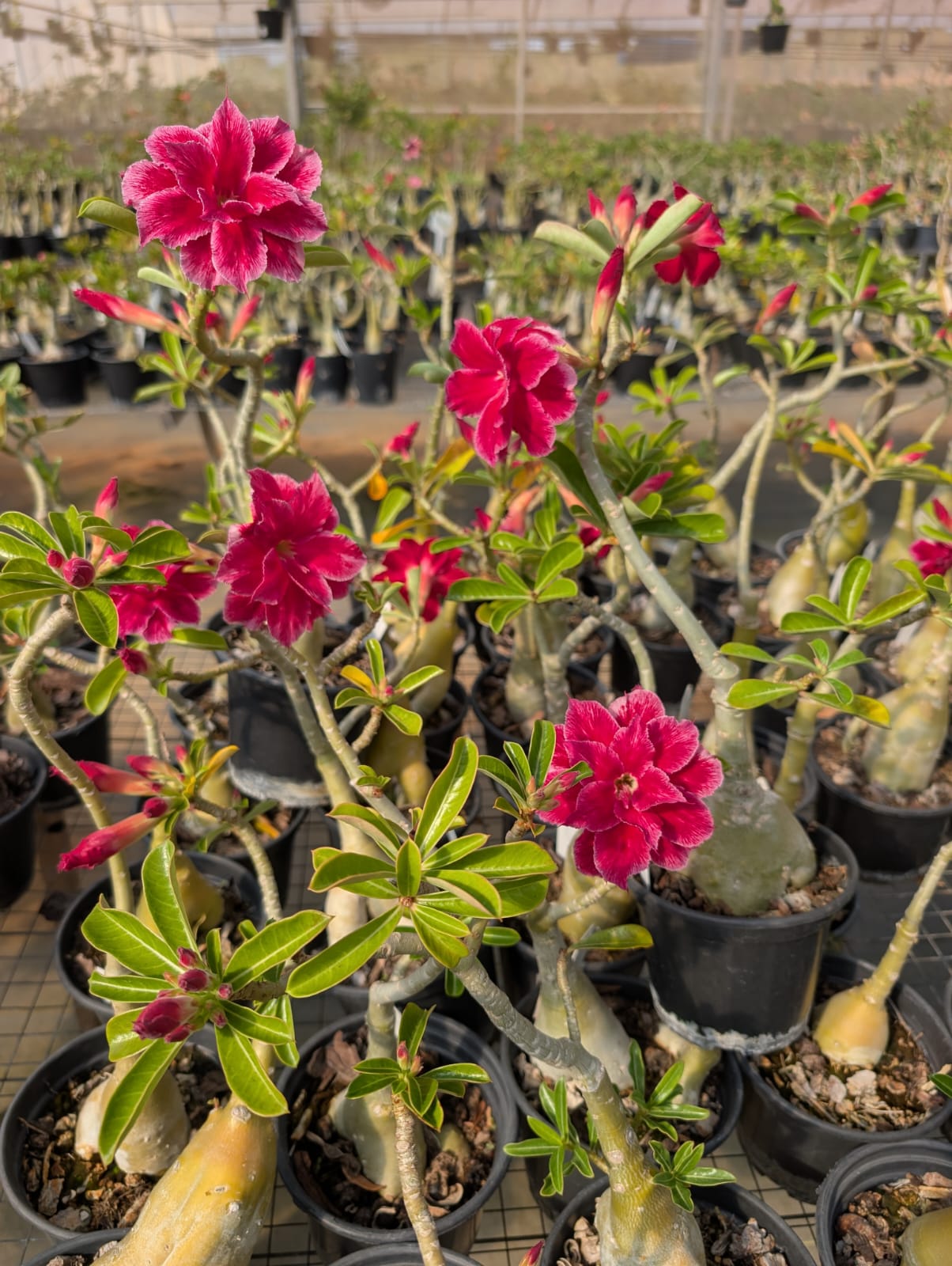 ROSA DO DESERTO MUSA | MULTIPÉTALAS - Apolonia Grade