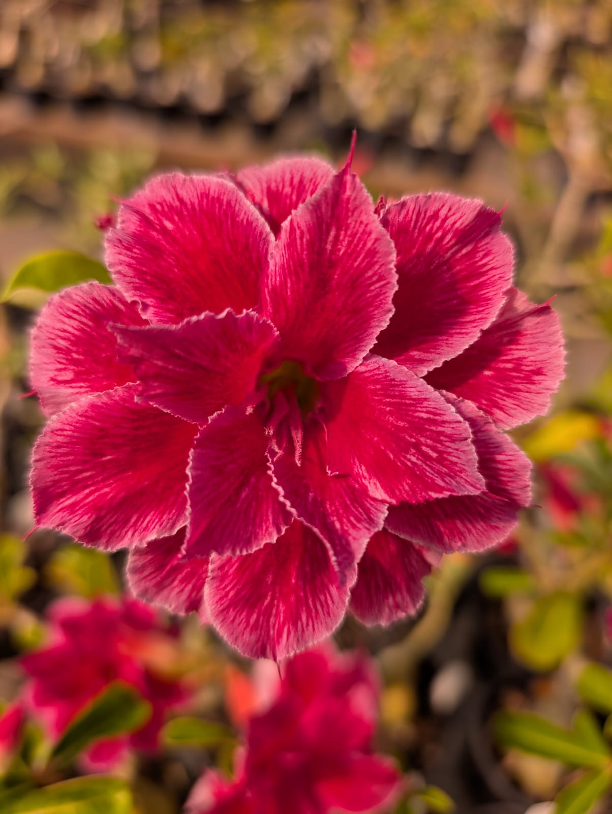 ROSA DO DESERTO MUSA | MULTIPÉTALAS - Apolonia Grade
