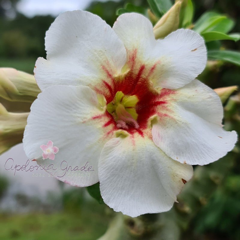 ROSA DO DESERTO NR 12 | ENXERTIA EM PLANTA GRANDE - Apolonia Grade