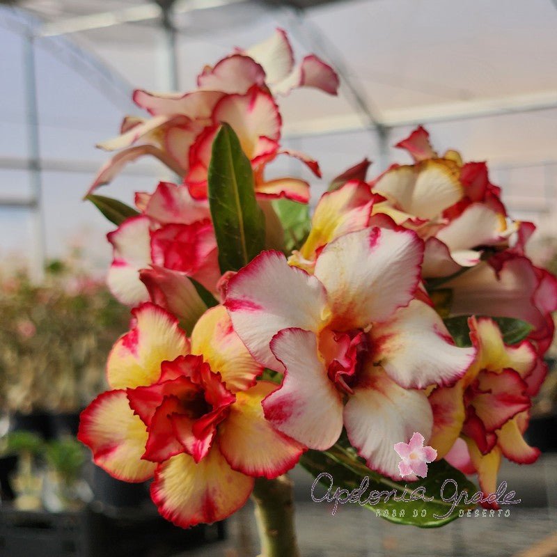 ROSA DO DESERTO OFANIN | DOBRADA - Apolonia Grade