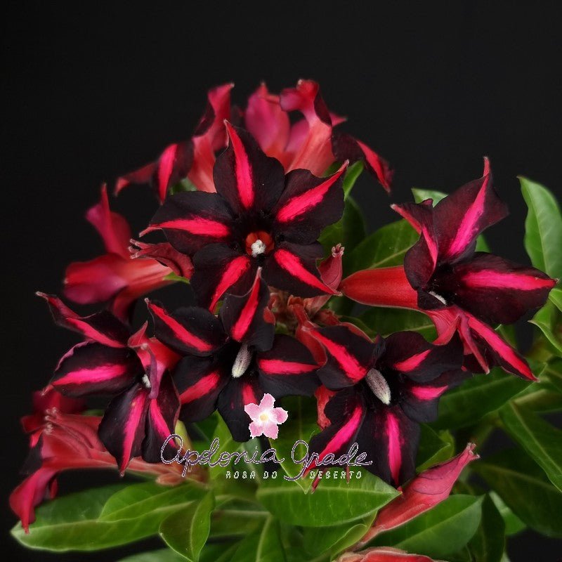 ROSA DO DESERTO ORFEU | FILHA DA VIÚVA | SINGELA - Apolonia Grade