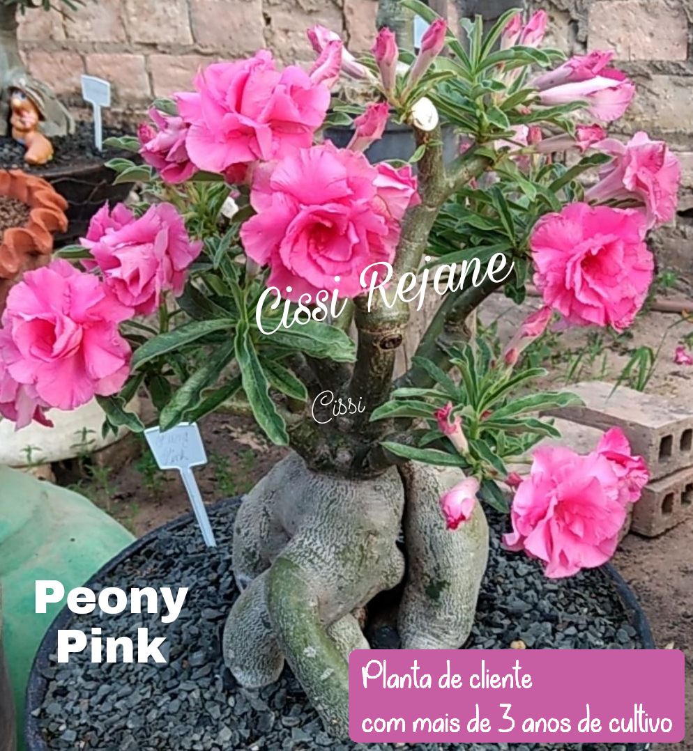 ROSA DO DESERTO PEONY PINK | MULTIPÉTALAS - Apolonia Grade