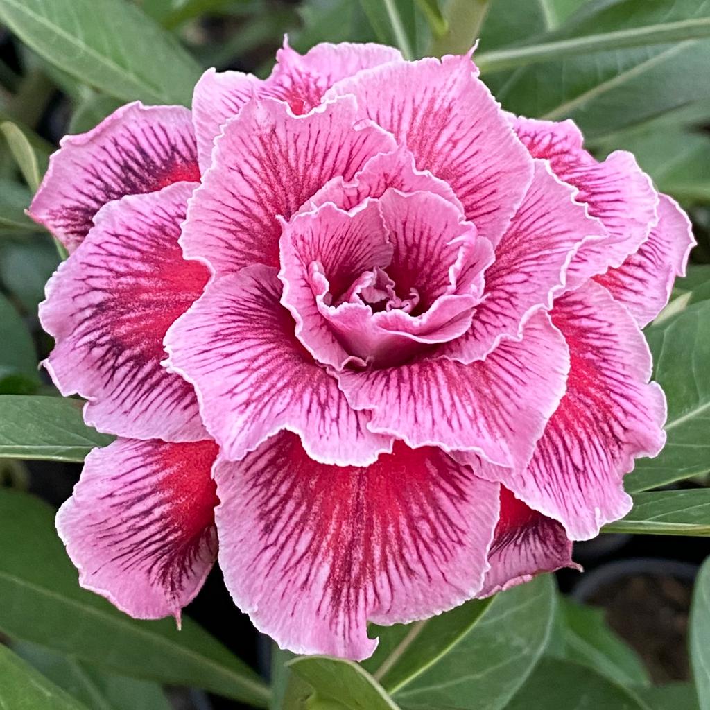 ROSA DO DESERTO POLARES | MULTIPÉTALAS - Apolonia Grade