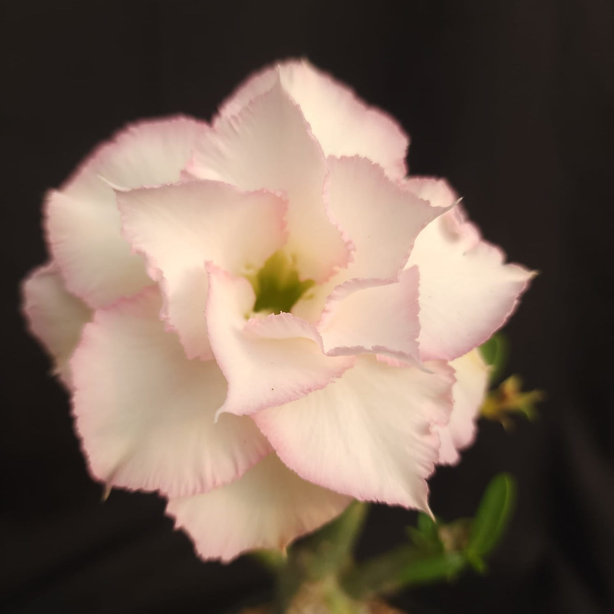 ROSA DO DESERTO QUEEN | MULTIPÉTALAS - Apolonia Grade