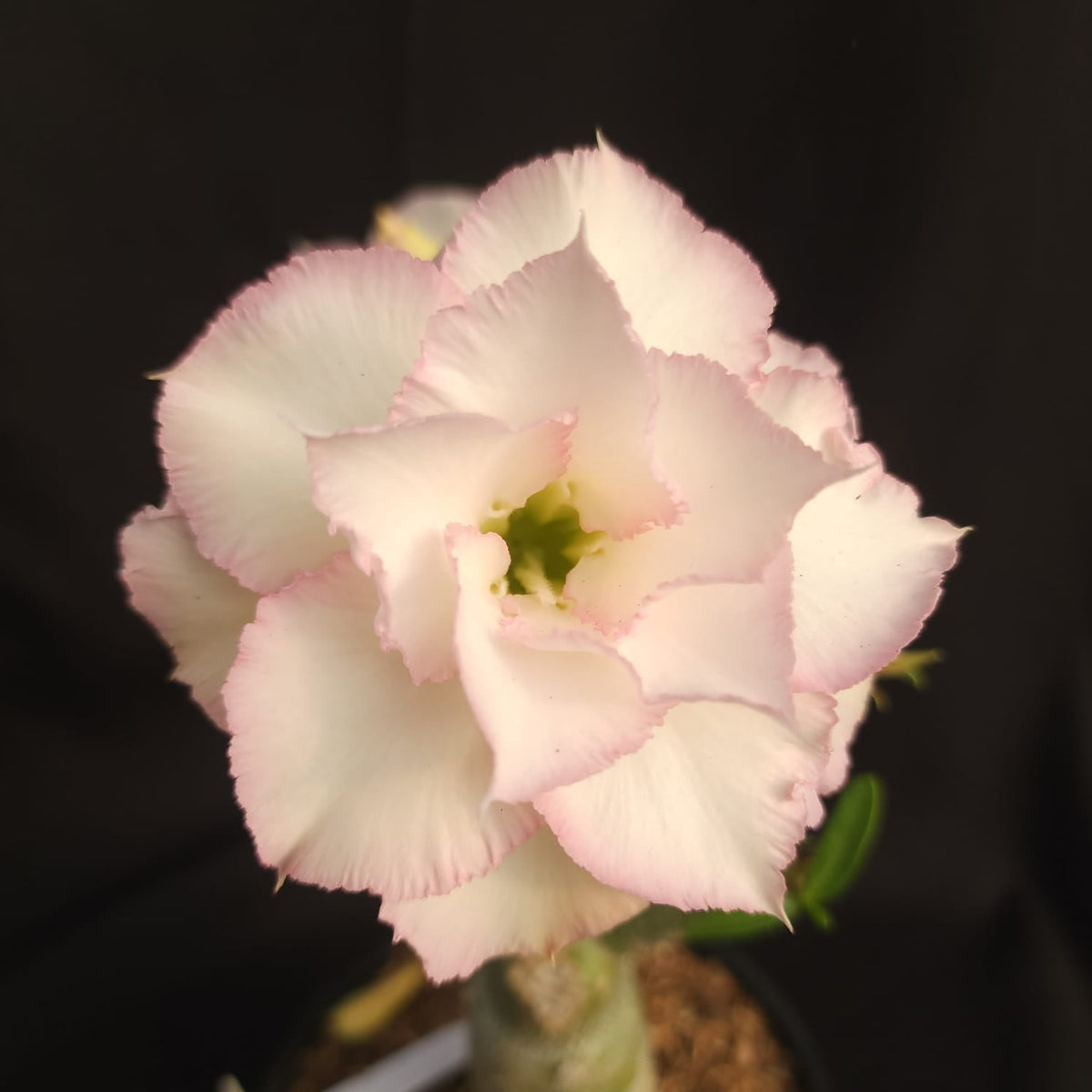 ROSA DO DESERTO QUEEN | MULTIPÉTALAS - Apolonia Grade