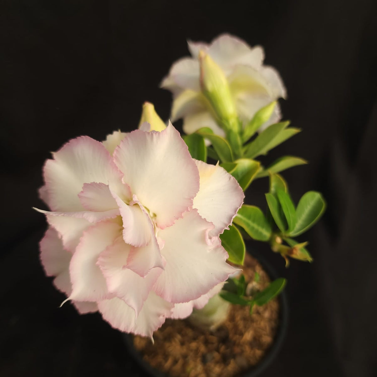 ROSA DO DESERTO QUEEN | MULTIPÉTALAS - Apolonia Grade