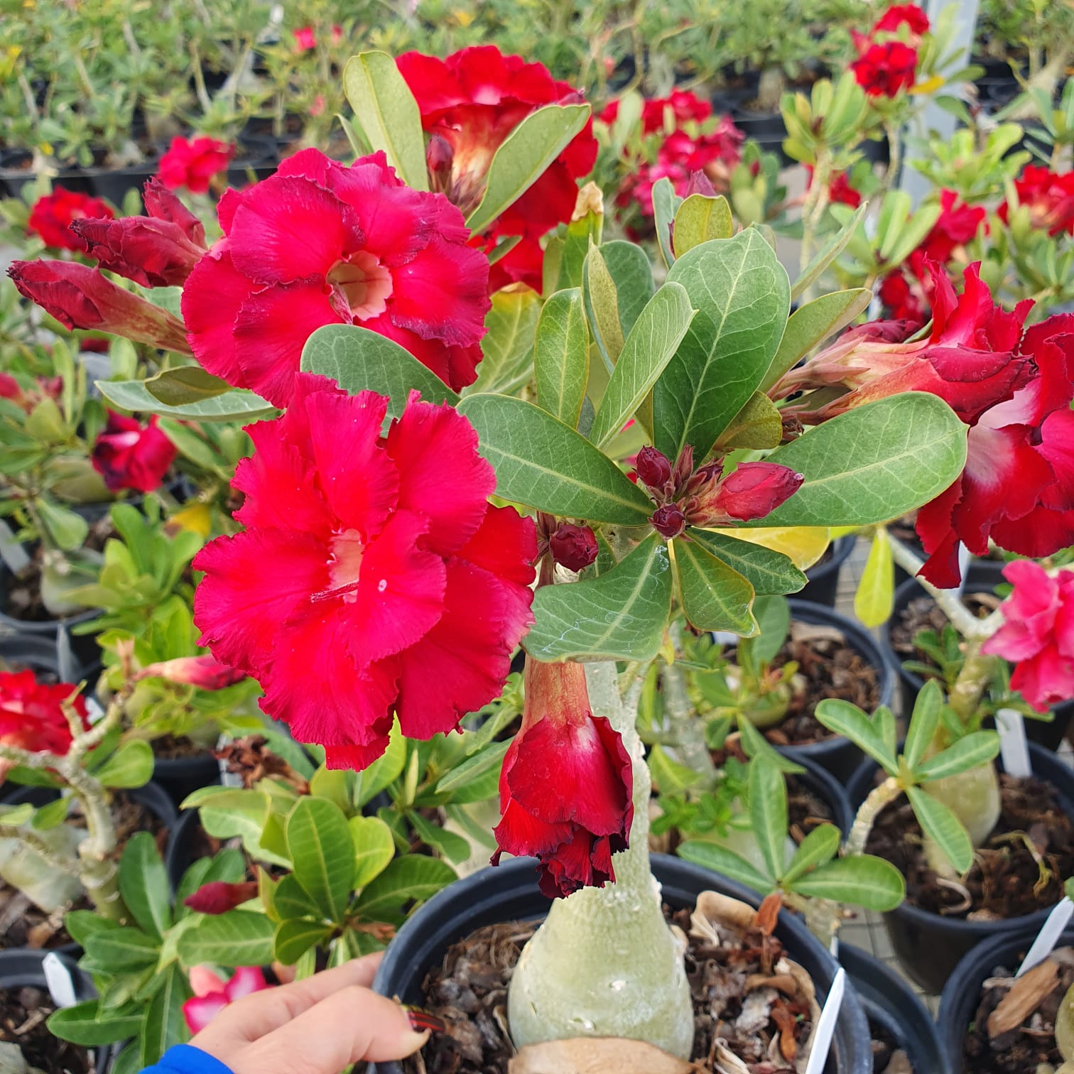 ROSA DO DESERTO RED LOVE | MULTIPÉTALAS - Apolonia Grade