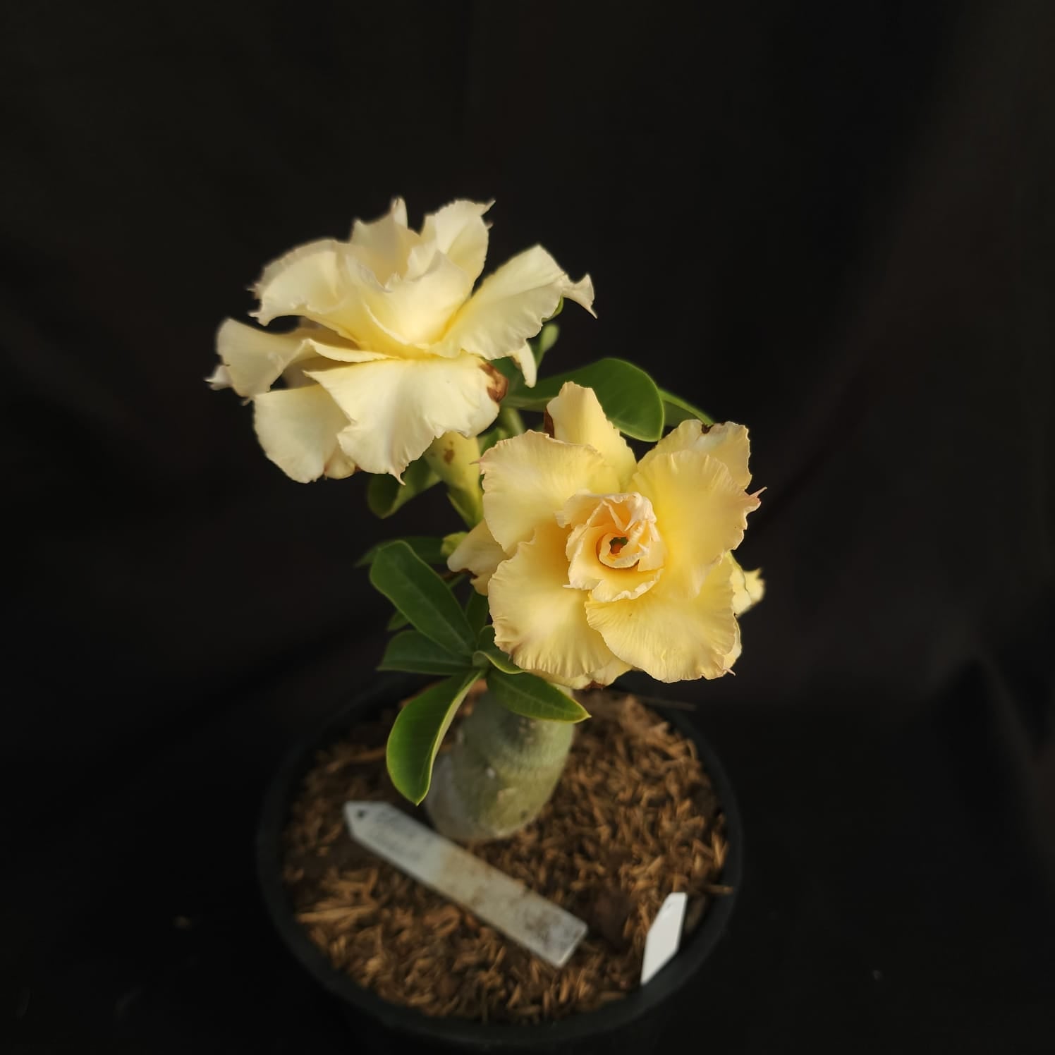 ROSA DO DESERTO SOFT YELLOW | DOBRADA - Apolonia Grade
