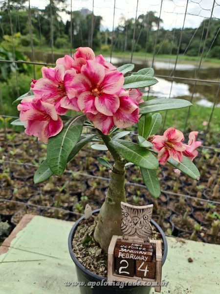 ROSA DO DESERTO SULTÃO | PERFUMADA | SINGELA - Apolonia Grade