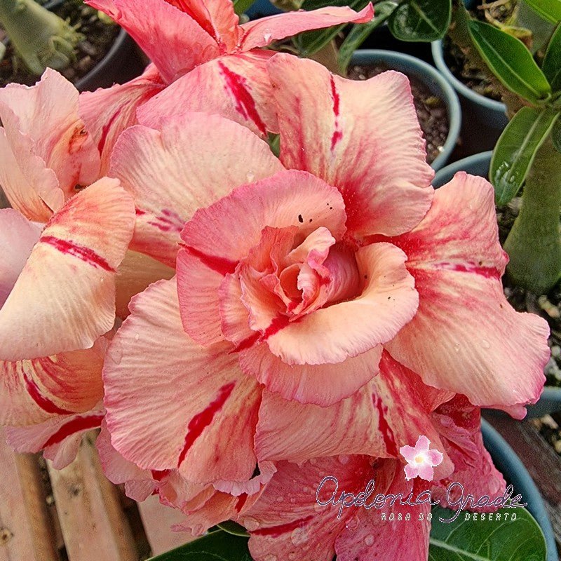 ROSA DO DESERTO SUNSET | DOBRADA - Apolonia Grade