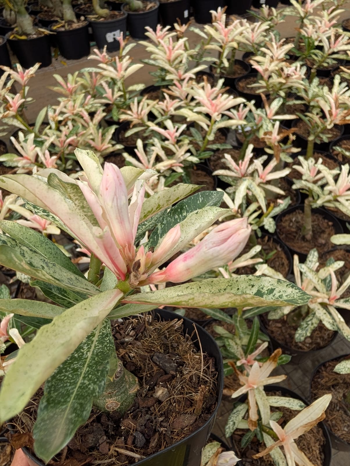 ROSA DO DESERTO VARIEGATA LK 688 - LANÇAMENTO 21/02/2026 - Apolonia Grade