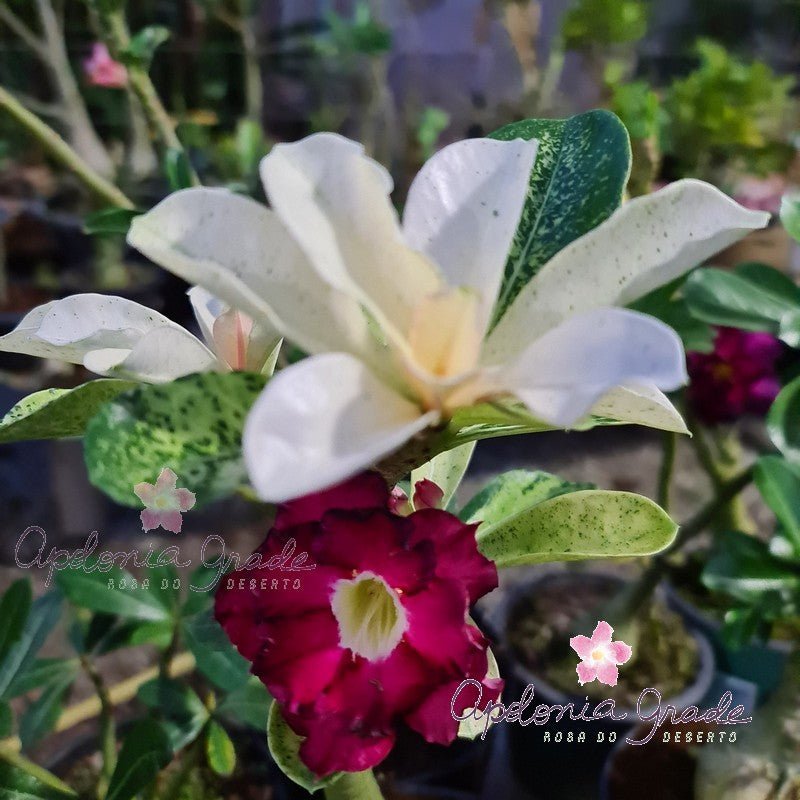 ROSA DO DESERTO VARIEGATA PORCELANA | DOBRADA - Apolonia Grade