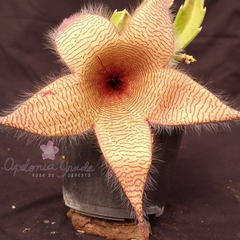 STAPELIA GIGANTEA - CACTO ESTRELA - FEDIDINHA - Apolonia Grade