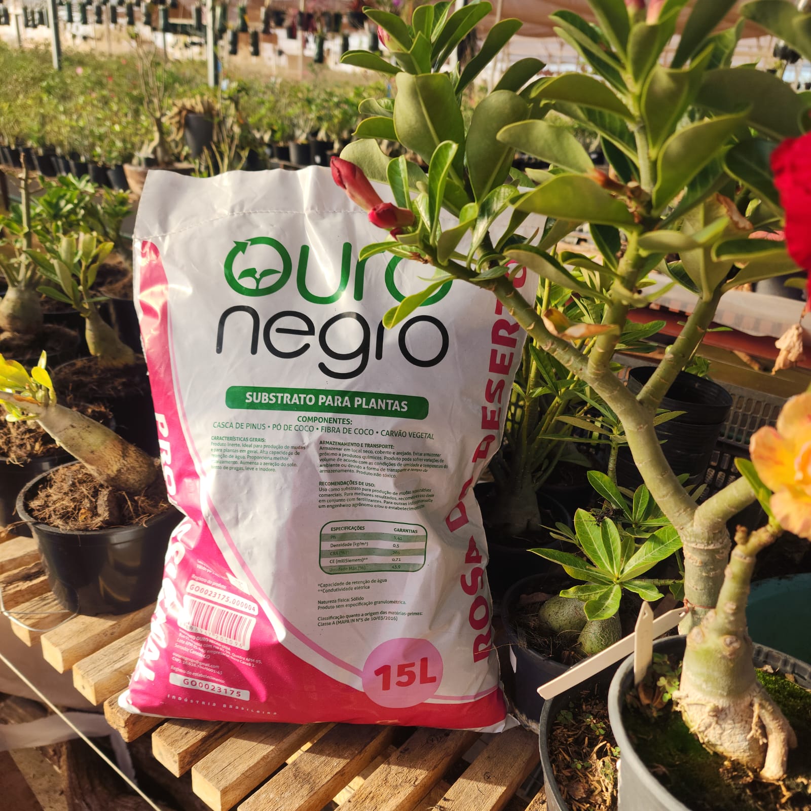 SUBSTRATO OURO NEGRO | 15 LT - Apolonia Grade