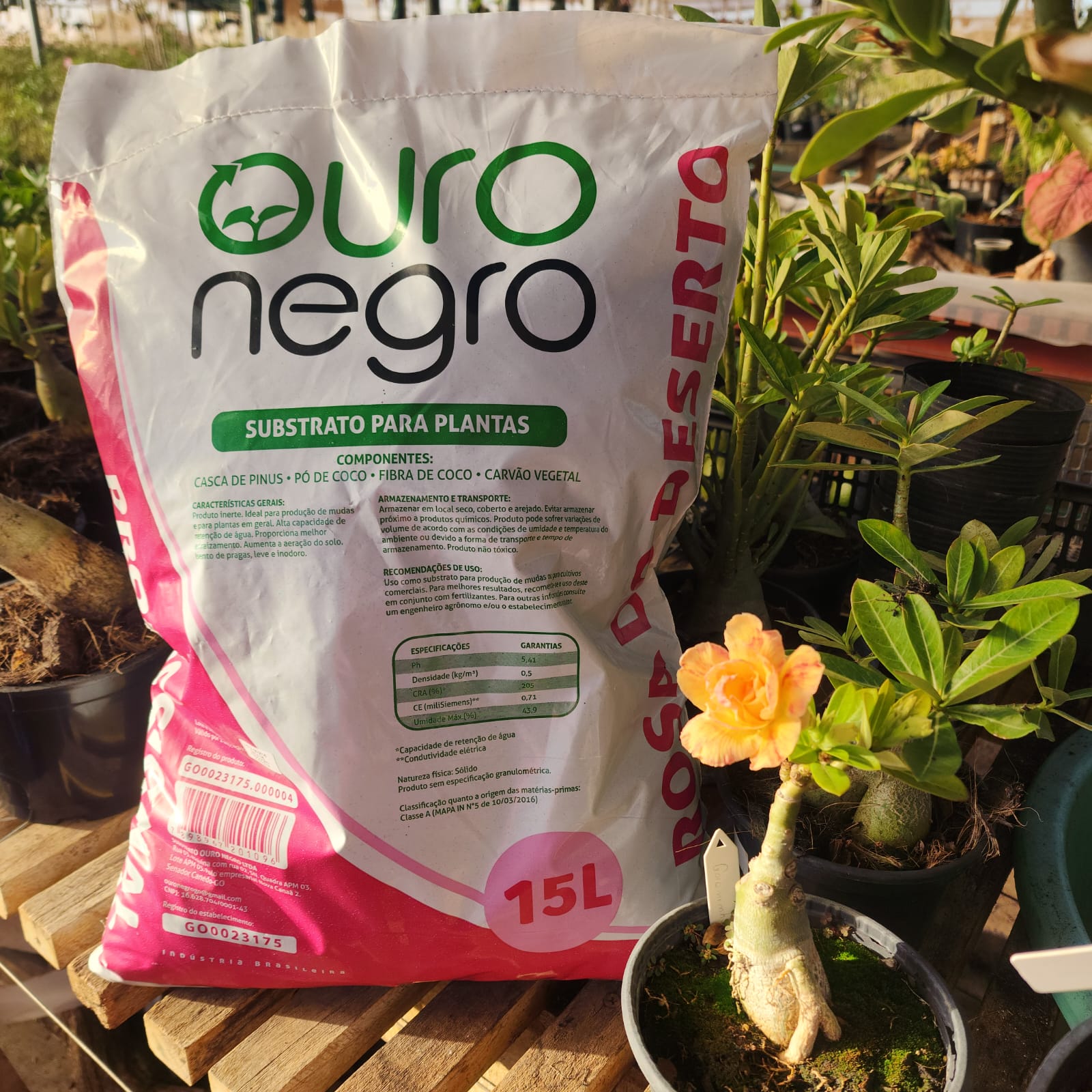 SUBSTRATO OURO NEGRO | 15 LT - Apolonia Grade