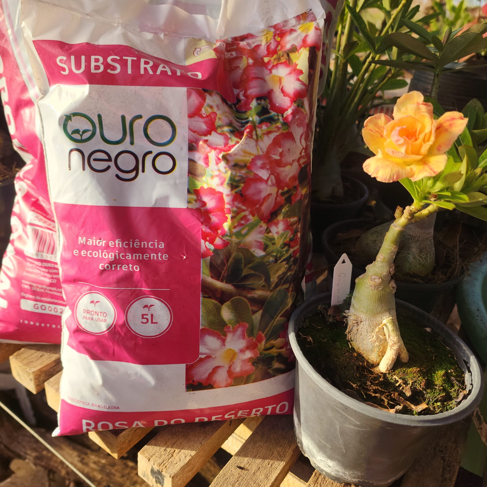 SUBSTRATO OURO NEGRO | 5 LT - Apolonia Grade