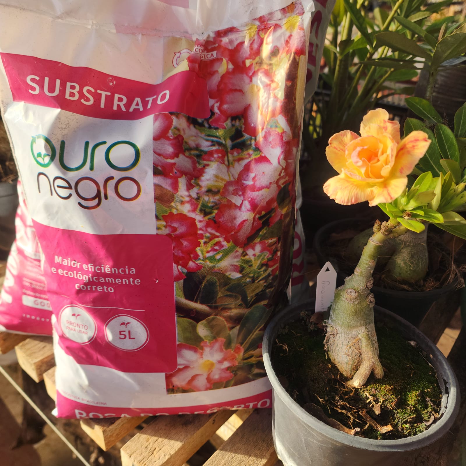 SUBSTRATO OURO NEGRO | 5 LT - Apolonia Grade
