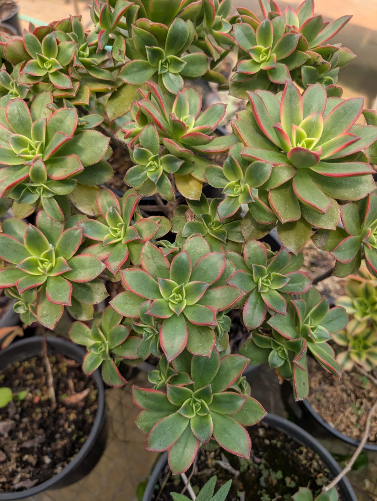 SUCULENTA AEONIUM - Apolonia Grade