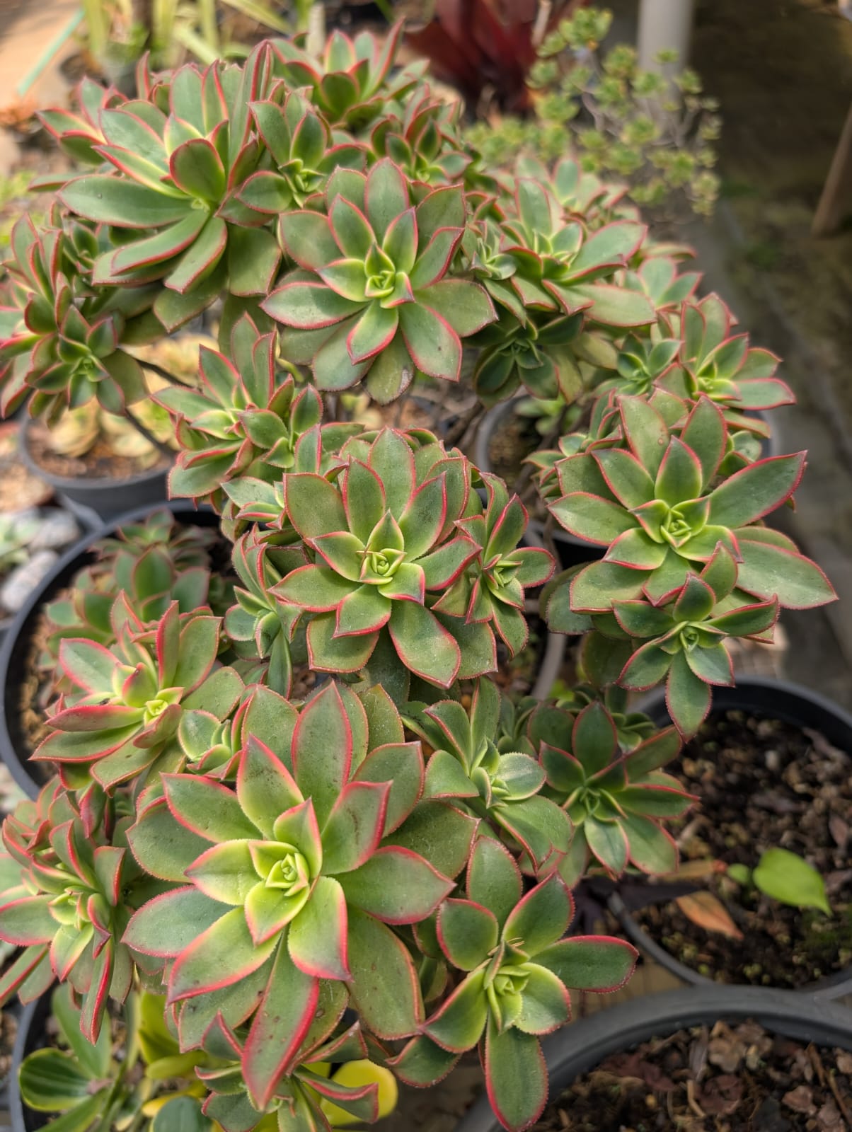 SUCULENTA AEONIUM - Apolonia Grade