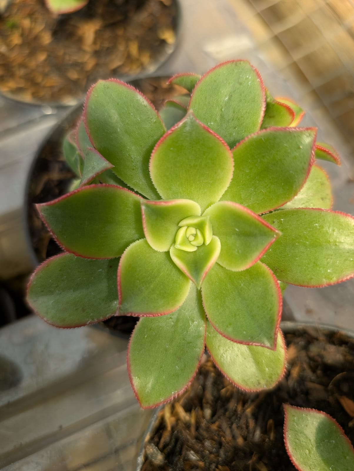 SUCULENTA AEONIUM - Apolonia Grade