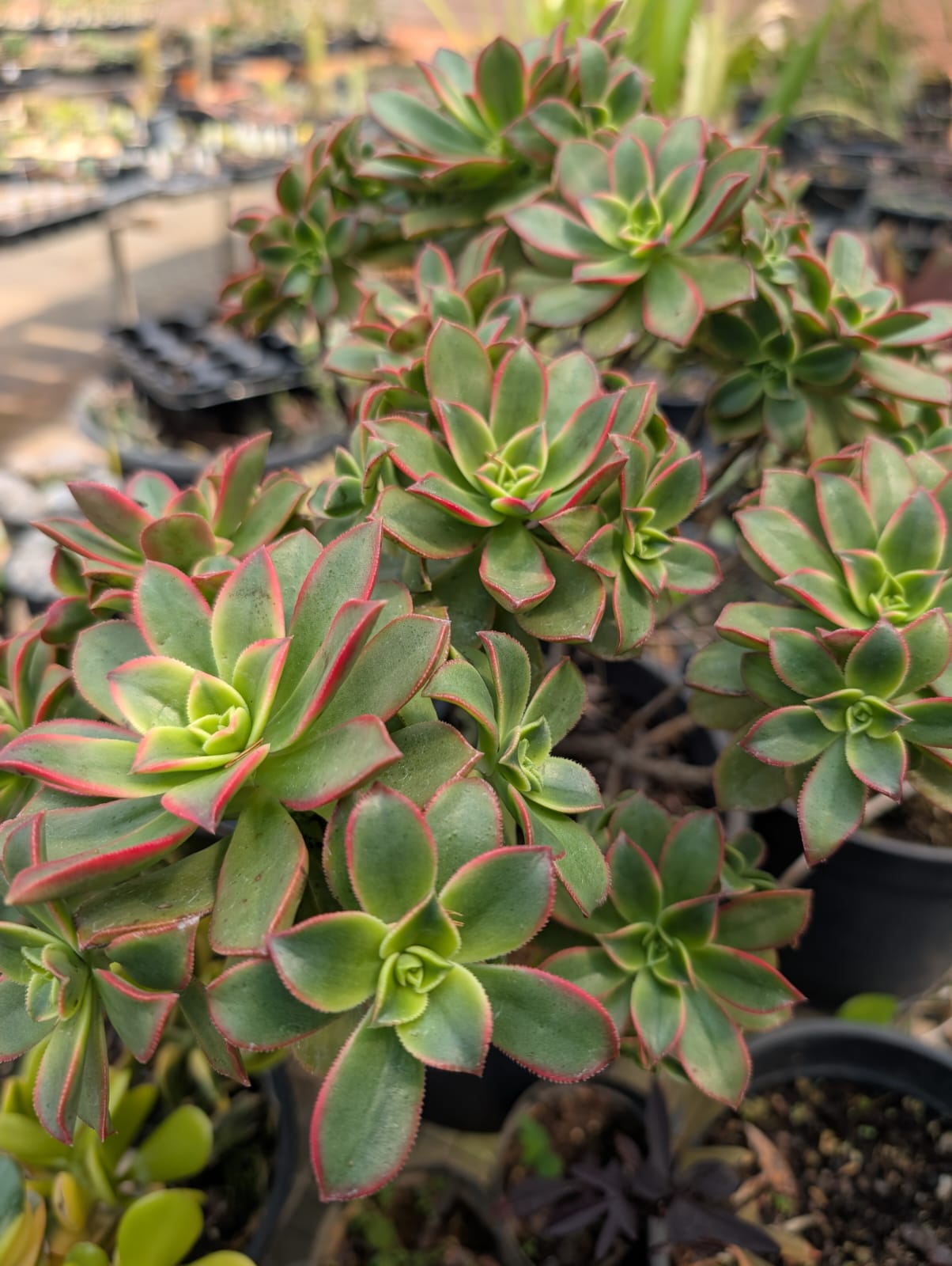 SUCULENTA AEONIUM - Apolonia Grade
