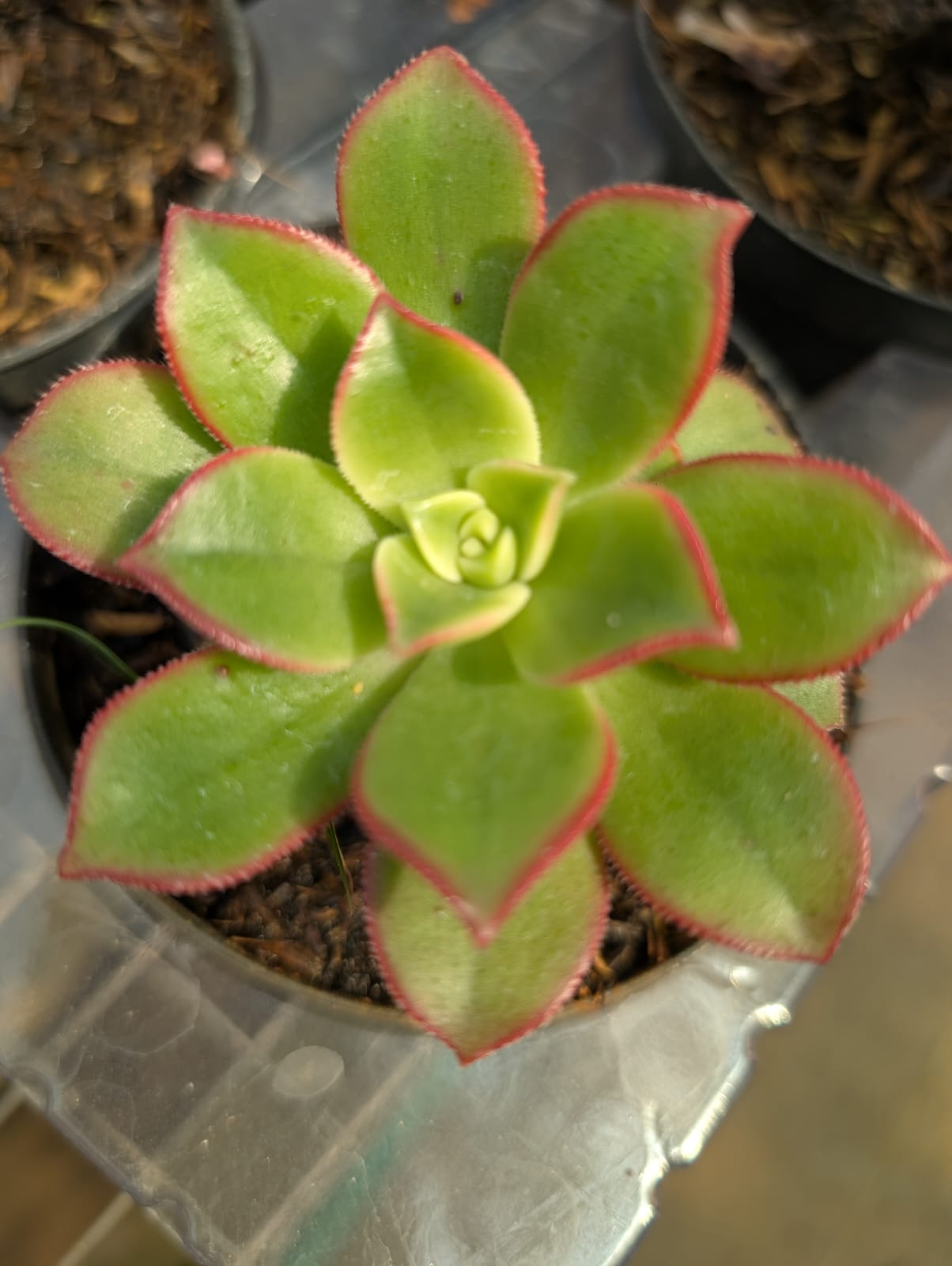 SUCULENTA AEONIUM - Apolonia Grade