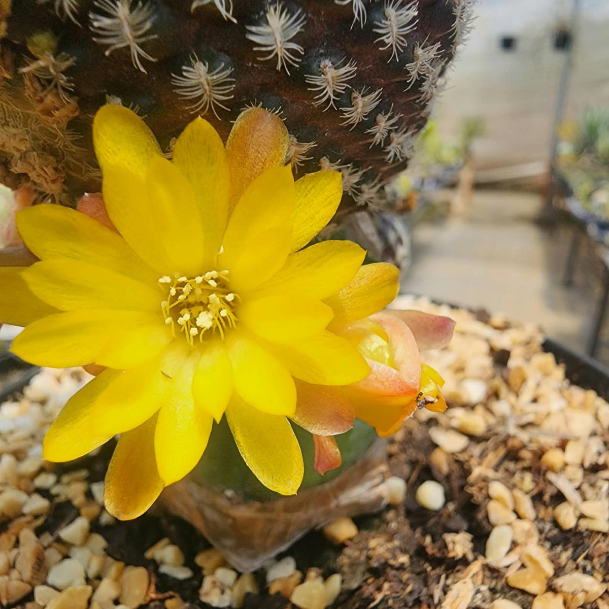 SULCOREBUTIA LANGERI - FLORES AMARELAS - Apolonia Grade