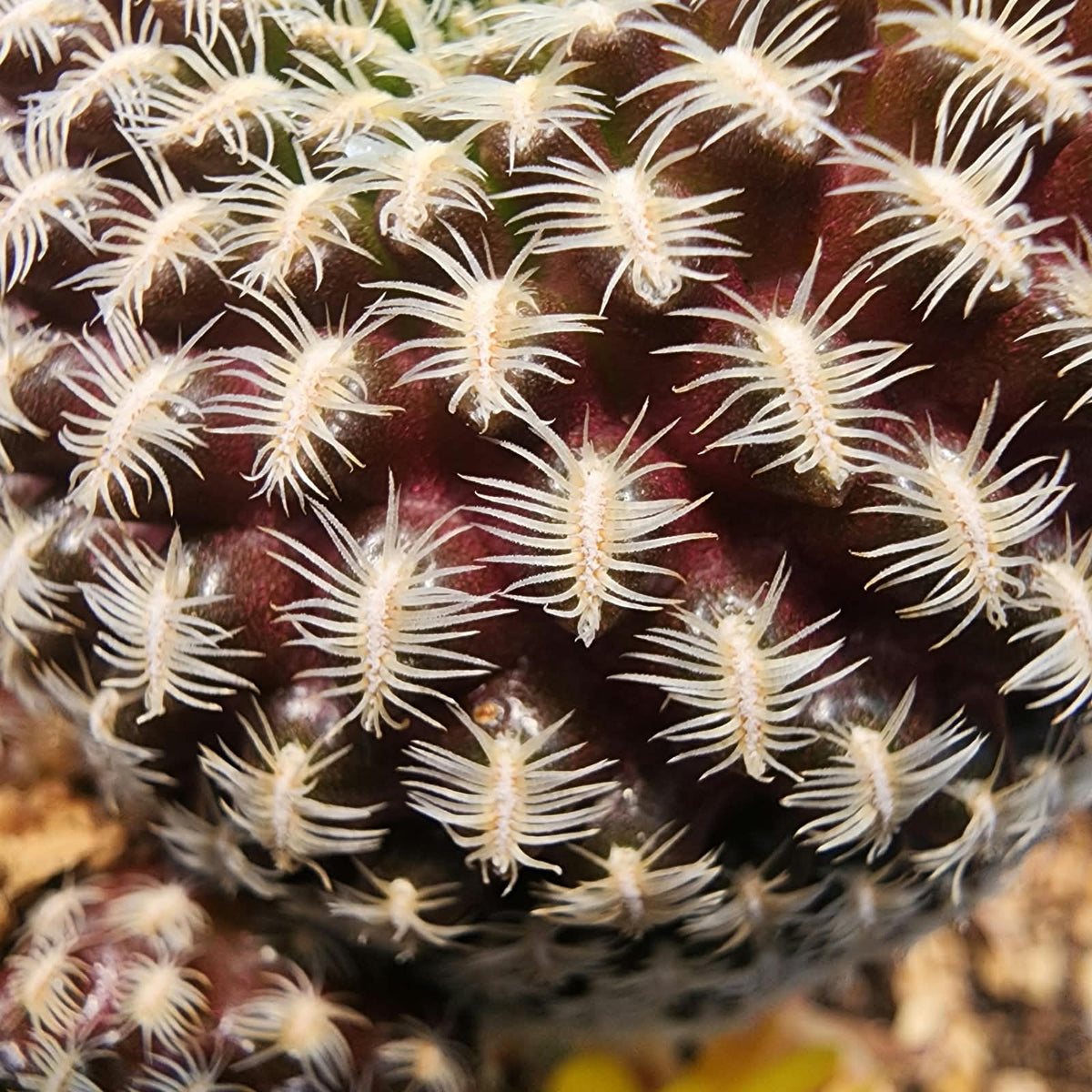SULCOREBUTIA LANGERI - FLORES AMARELAS - Apolonia Grade