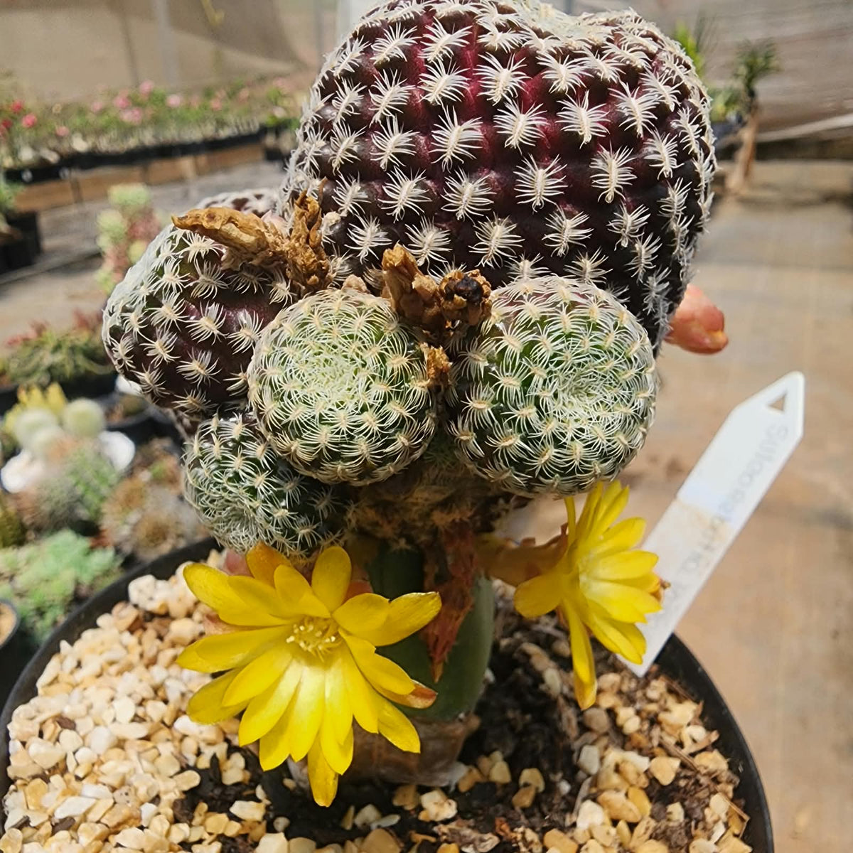 SULCOREBUTIA LANGERI - FLORES AMARELAS - Apolonia Grade