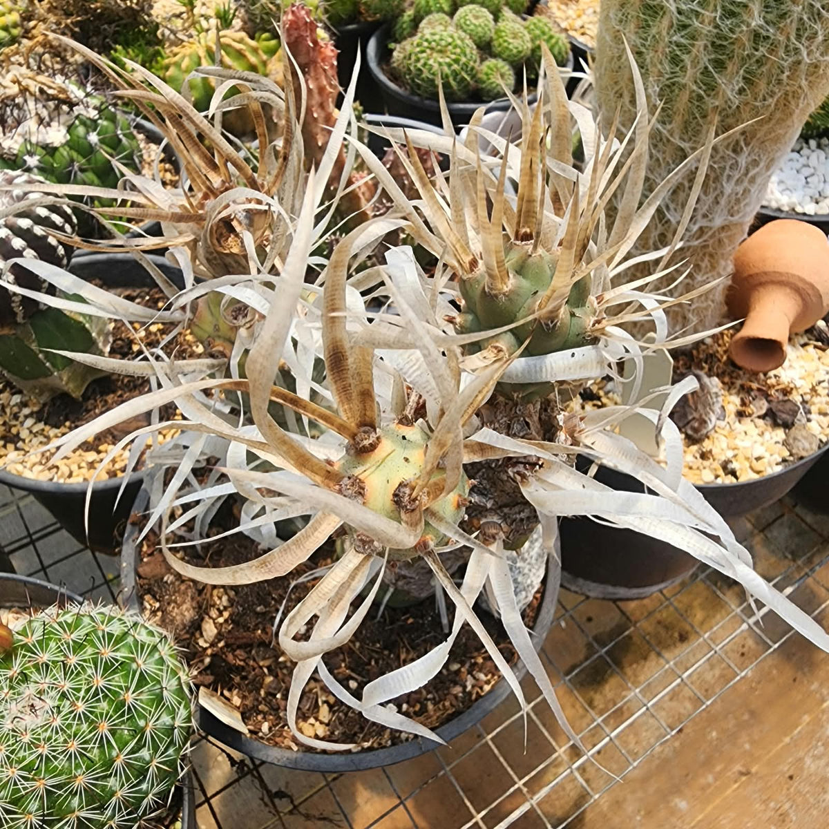 TEPHEOCACTUS ARTICULATUS VAR PAPYRACANTHUS - CACTO ESPINHOS DE PAPEL - Apolonia Grade