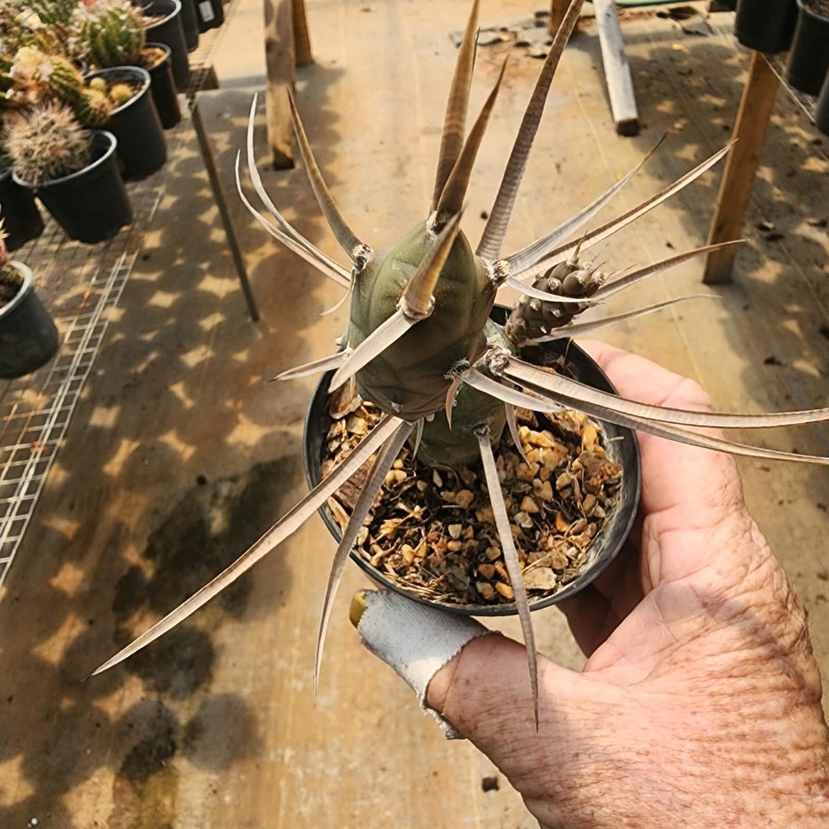 TEPHEOCACTUS ARTICULATUS VAR PAPYRACANTHUS - CACTO ESPINHOS DE PAPEL - Apolonia Grade