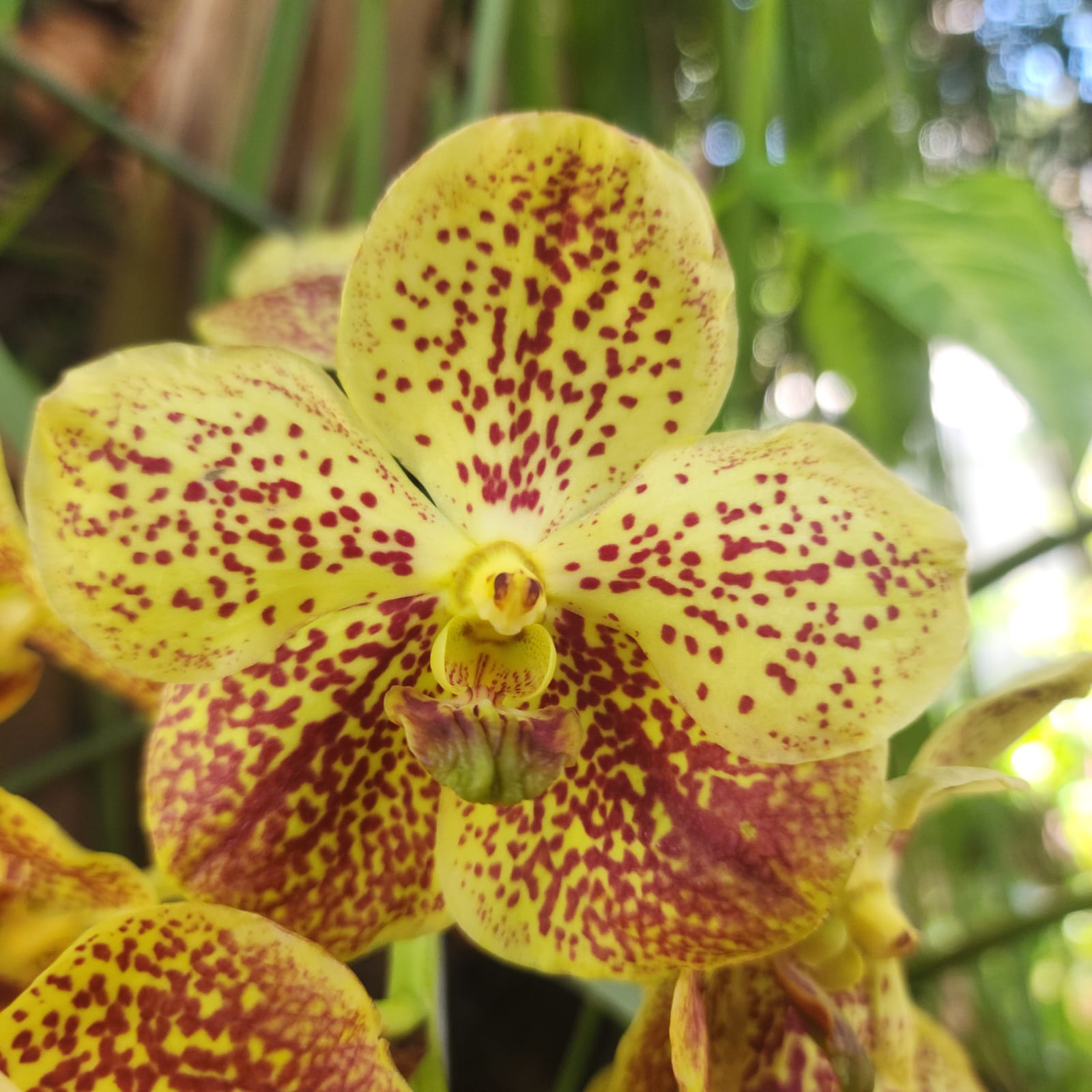 VANDA | ORQUÍDEA AMARELA - PLANTA ADULTA FLORIDA - Apolonia Grade