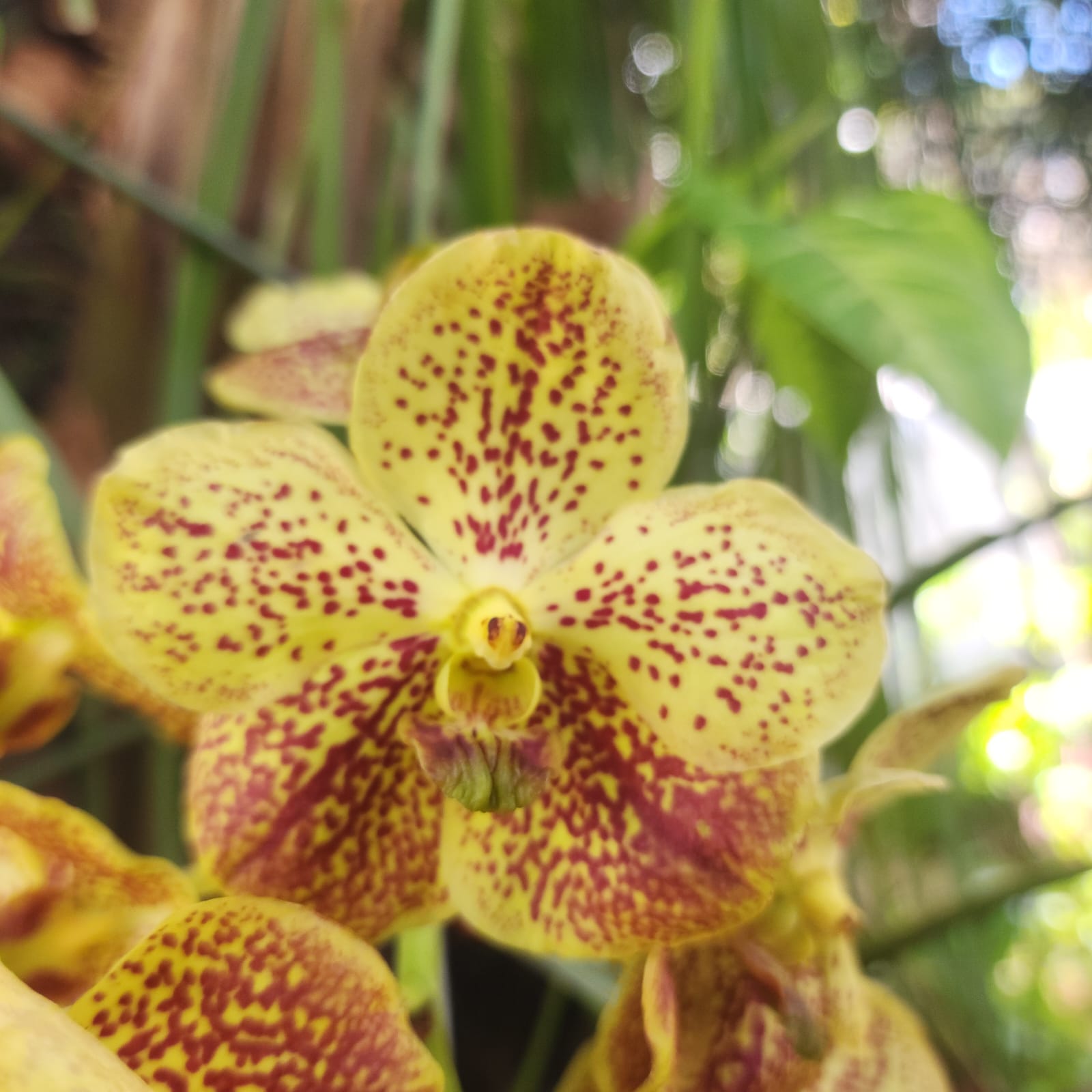 VANDA | ORQUÍDEA AMARELA - PLANTA ADULTA FLORIDA - Apolonia Grade