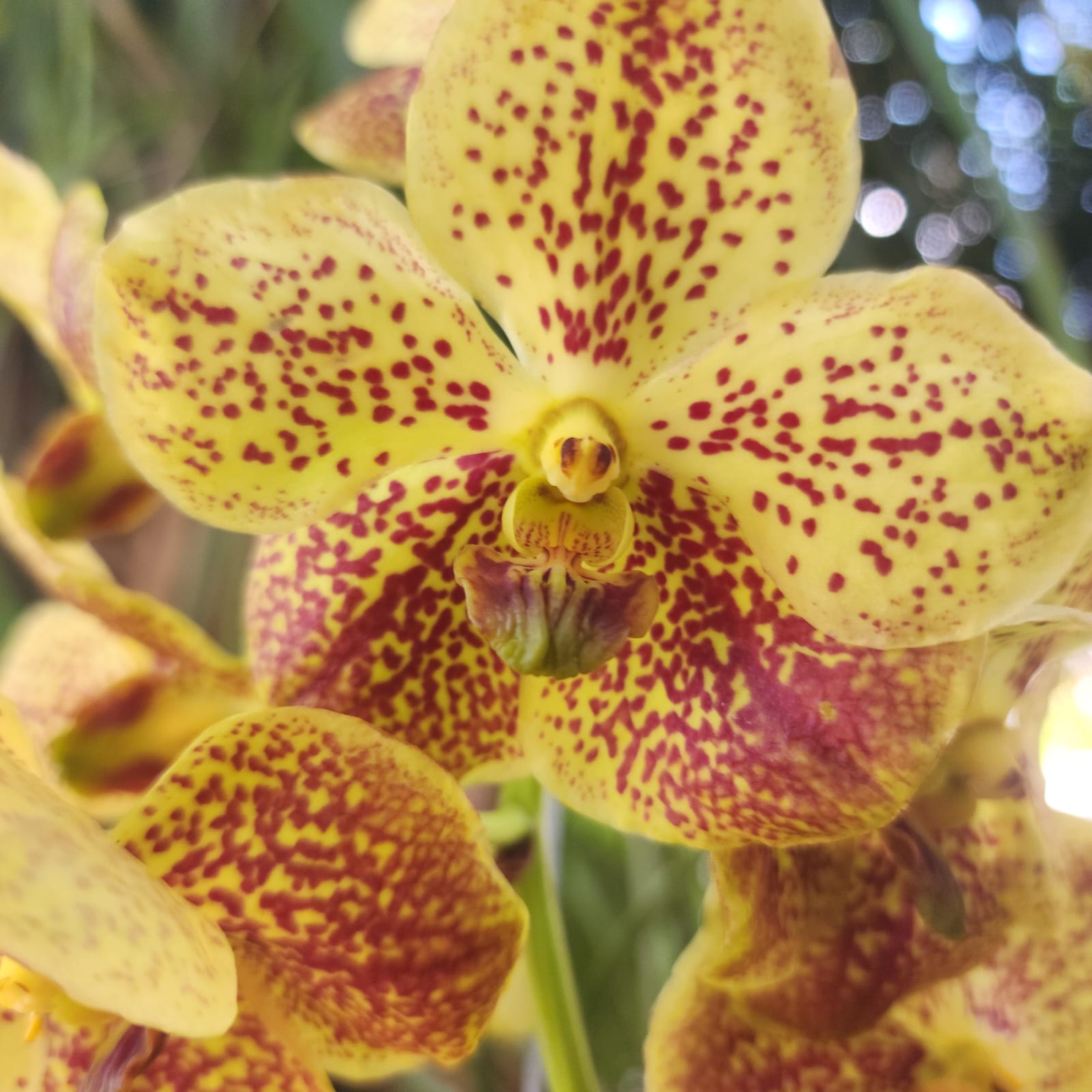 VANDA | ORQUÍDEA AMARELA - PLANTA ADULTA FLORIDA - Apolonia Grade