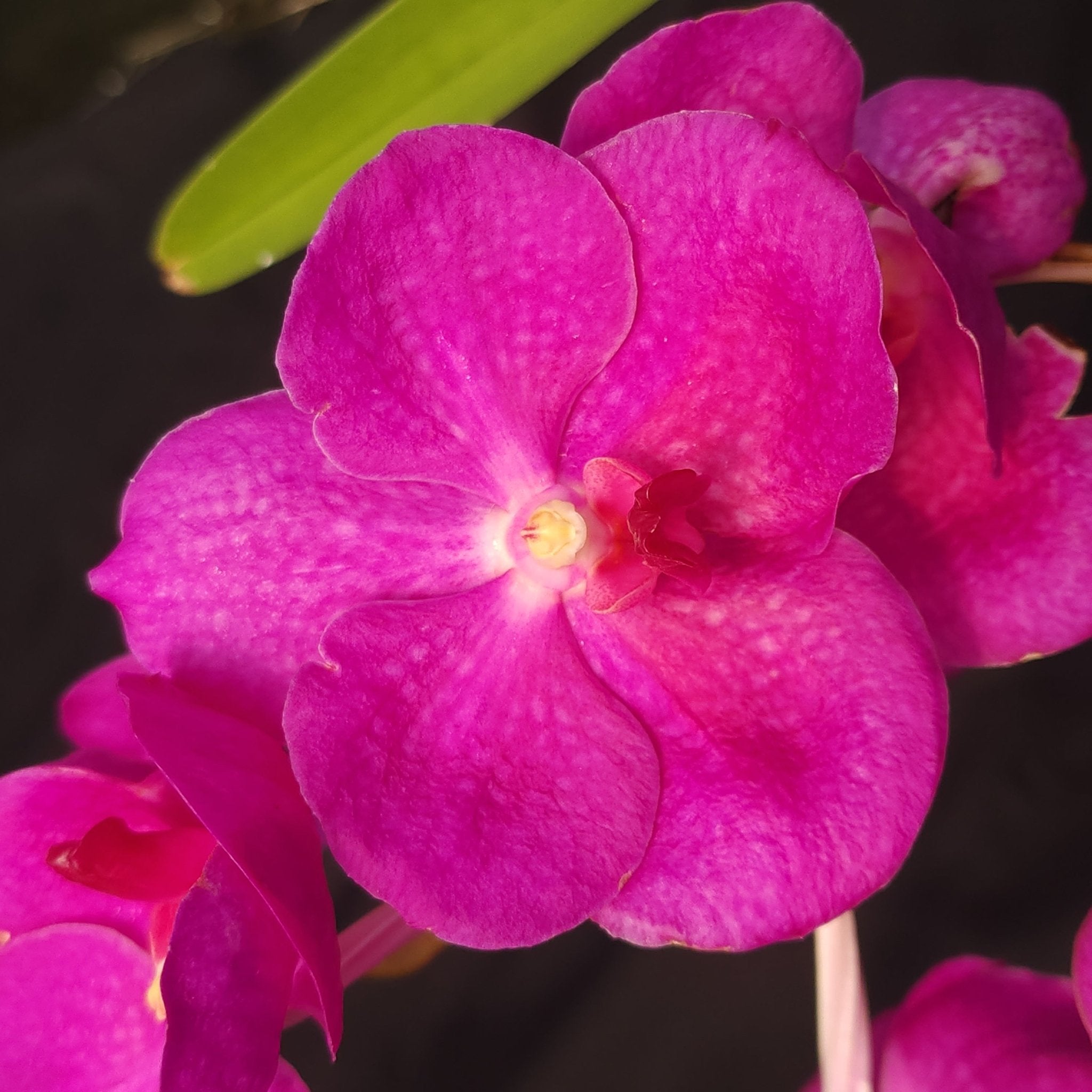 VANDA | ORQUÍDEA ROSA CENTRO BRANCO - PLANTA ADULTA FLORIDA - Apolonia Grade