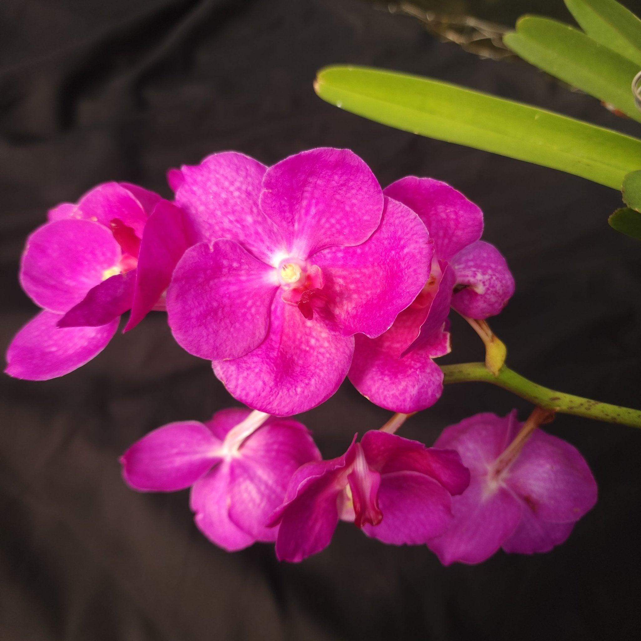 VANDA | ORQUÍDEA ROSA CENTRO BRANCO - PLANTA ADULTA FLORIDA - Apolonia Grade