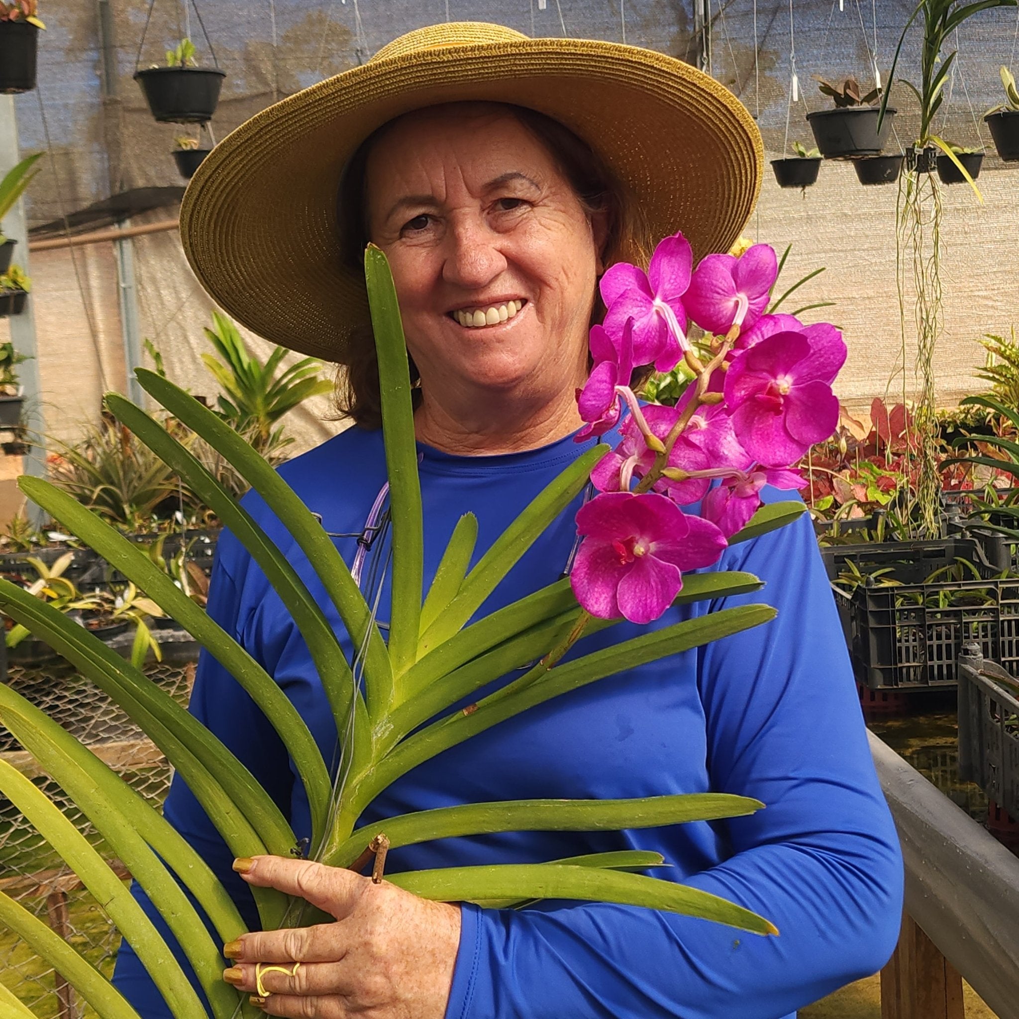 VANDA | ORQUÍDEA ROSA CENTRO BRANCO - PLANTA ADULTA FLORIDA - Apolonia Grade