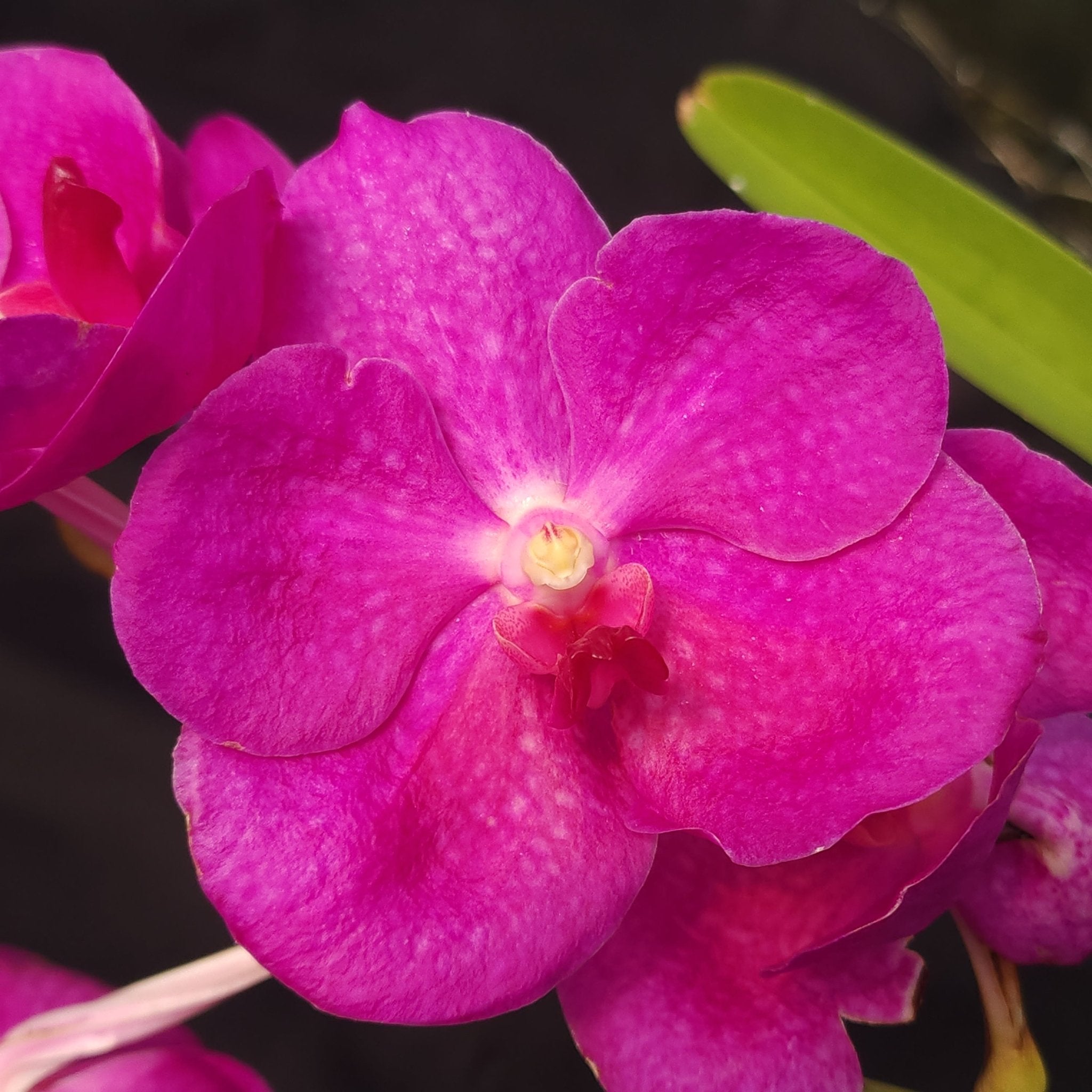 VANDA | ORQUÍDEA ROSA CENTRO BRANCO - PLANTA ADULTA FLORIDA - Apolonia Grade