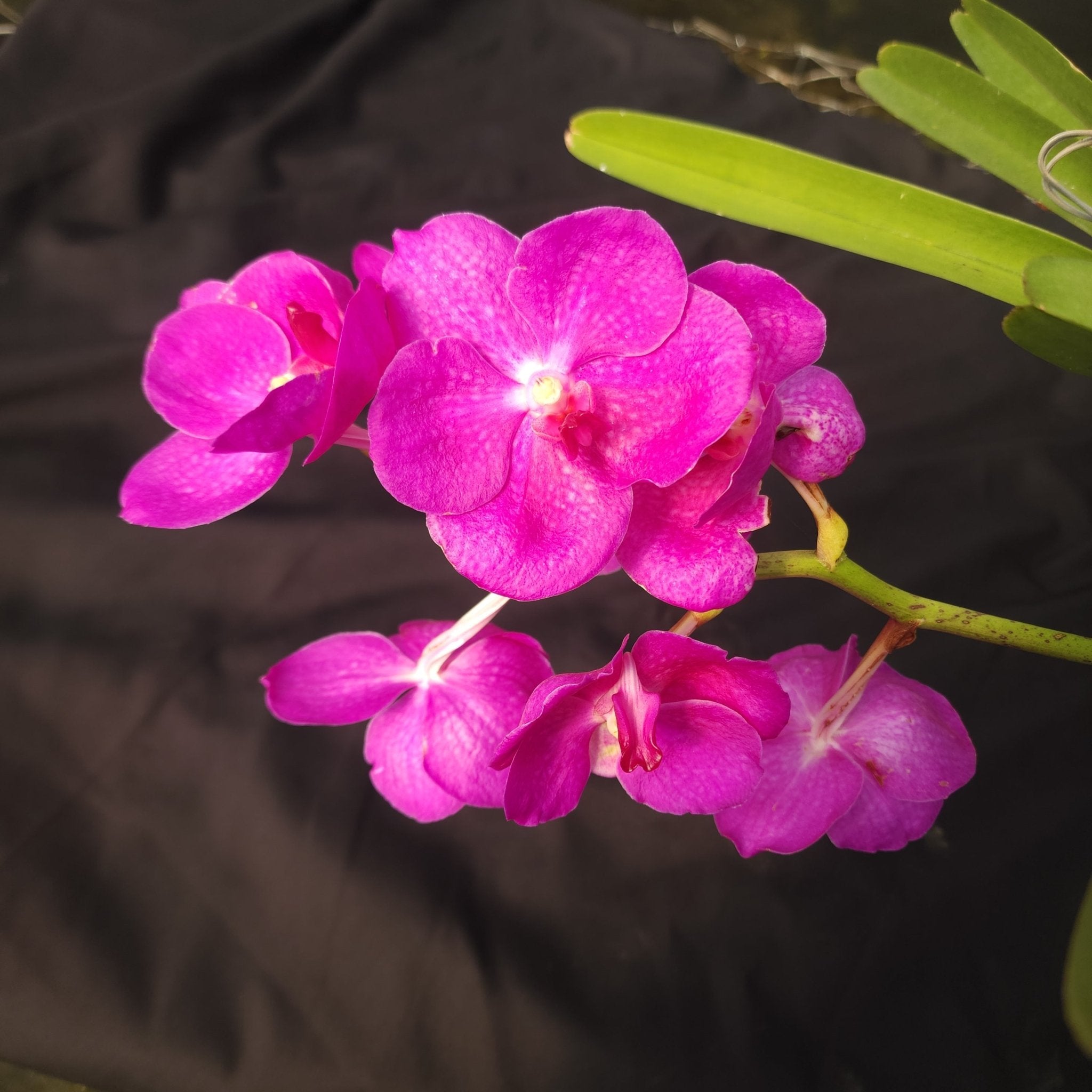 VANDA | ORQUÍDEA ROSA CENTRO BRANCO - PLANTA ADULTA FLORIDA - Apolonia Grade