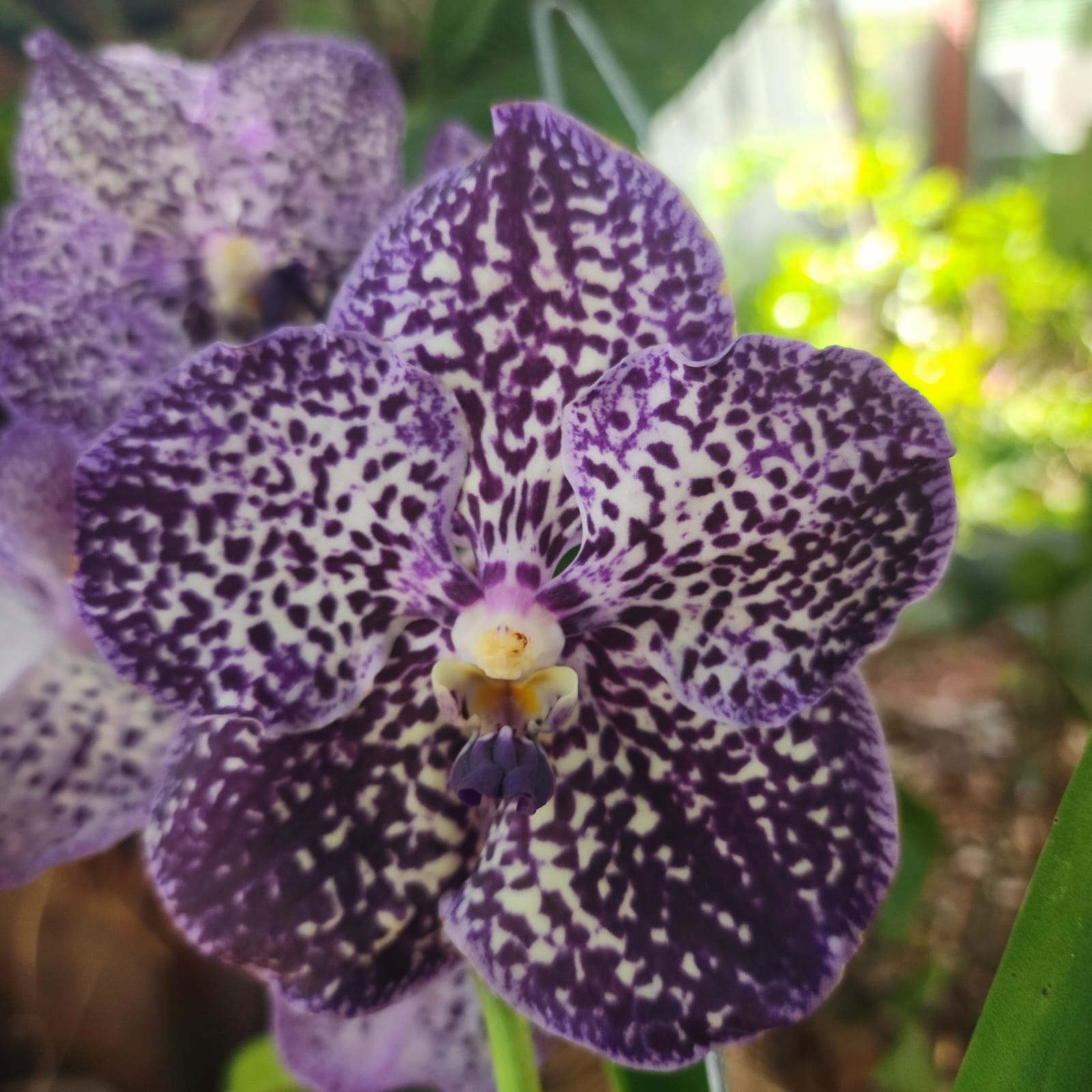 VANDA | ORQUÍDEA ROXA - PLANTA ADULTA FLORIDA - Apolonia Grade