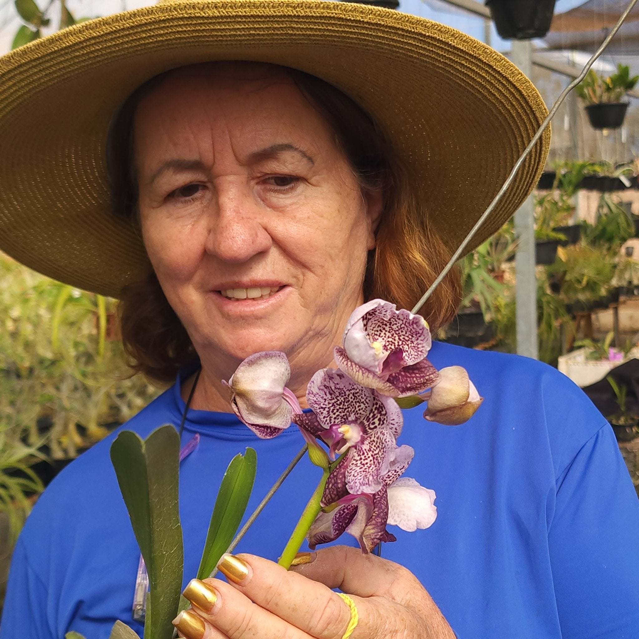 VANDA | ORQUÍDEA ROXA - PLANTA ADULTA FLORIDA - Apolonia Grade